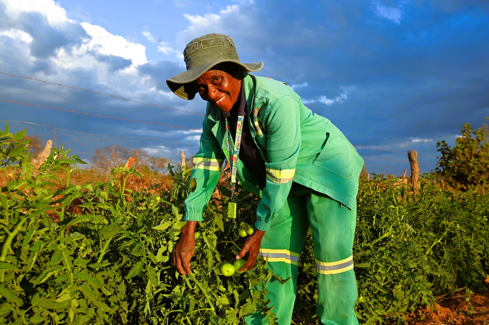 Person tending green tomato plants in a field under a cloudy sky.