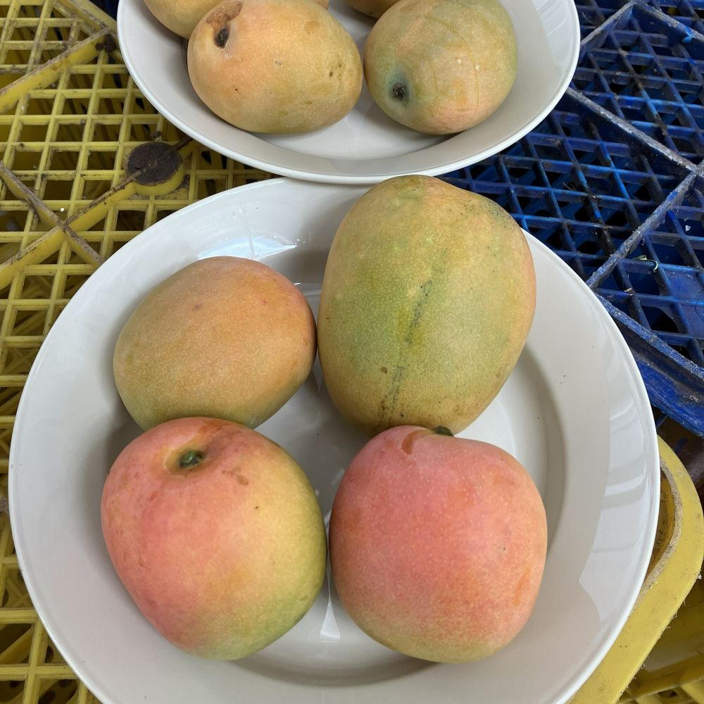 Four mangoes at different stages of ripeness arranged on a white plate, with another plate of mangoes in the background.