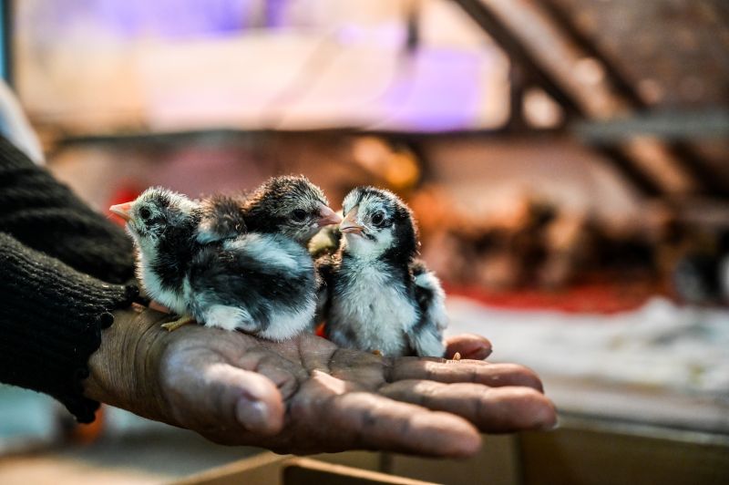 Native Cambodian Skuoy chicks