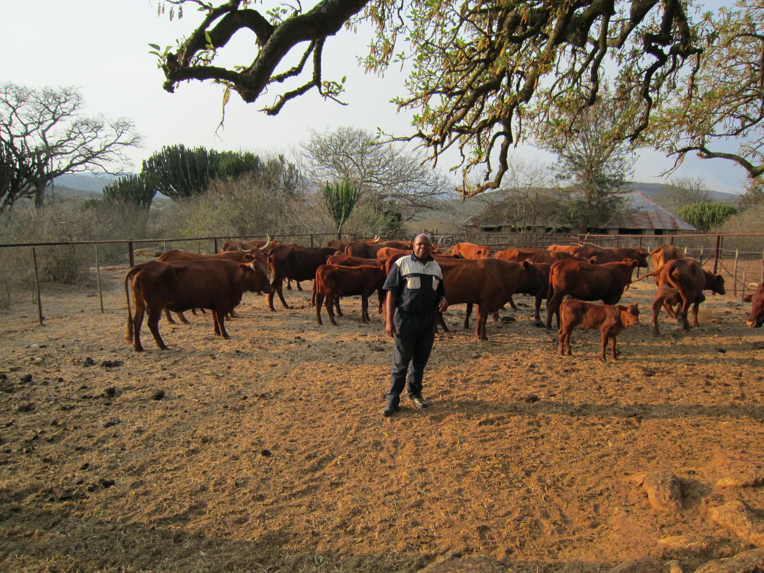 livestock business plan south africa