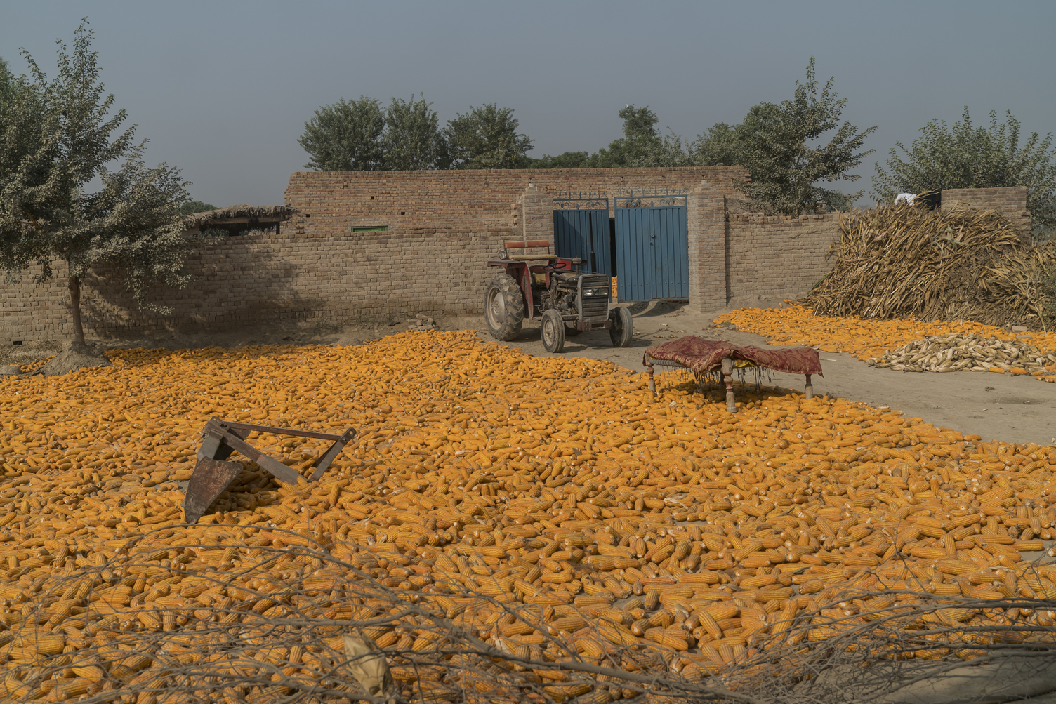 Cobs of corn covering the ground