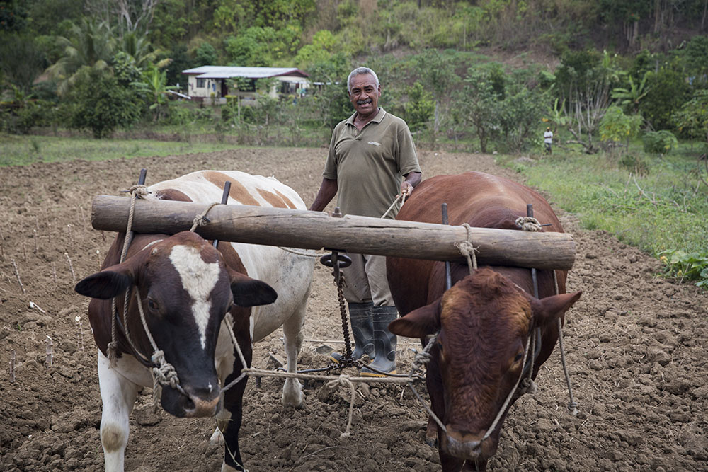 a man standing behind cattle in a field