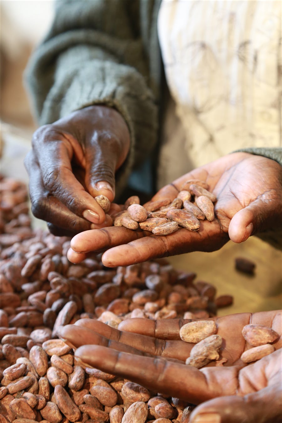 Developing the cocoa value chain in Bougainville ACIAR Australian