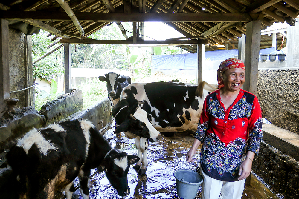 A woman in a barn with cows