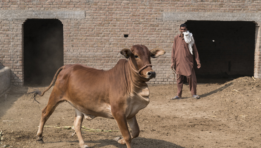 Transforming dairy farming in Pakistan | ACIAR