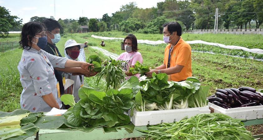 People giving bunches of green leafy vegetables to others