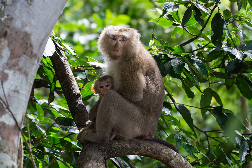 a mother and a baby monkey on a tree