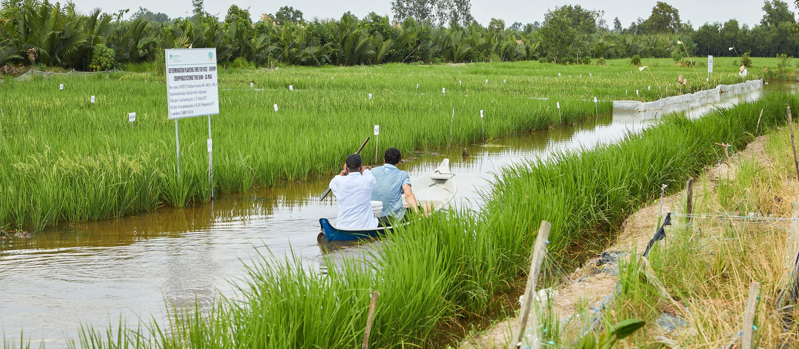 Two farmers row through the rice fields.
