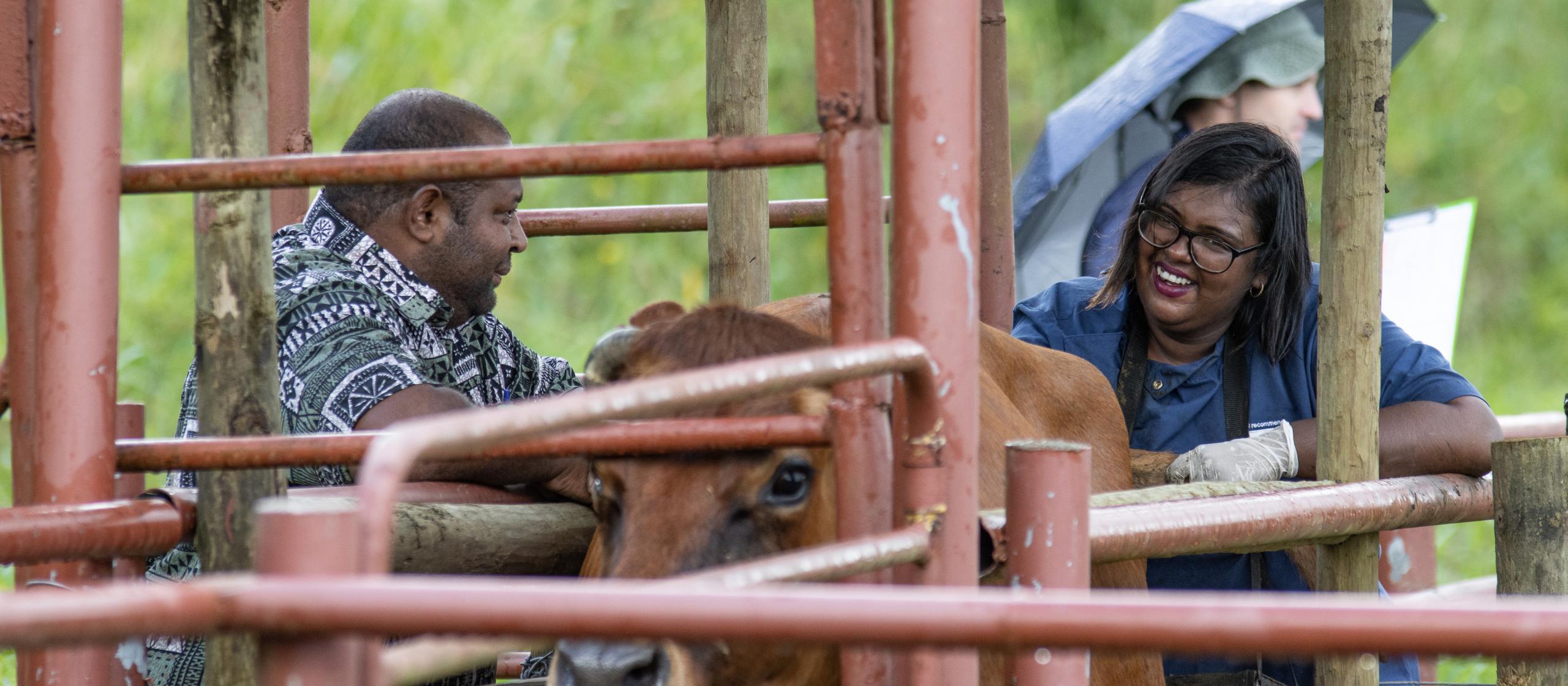 man and woman with cow