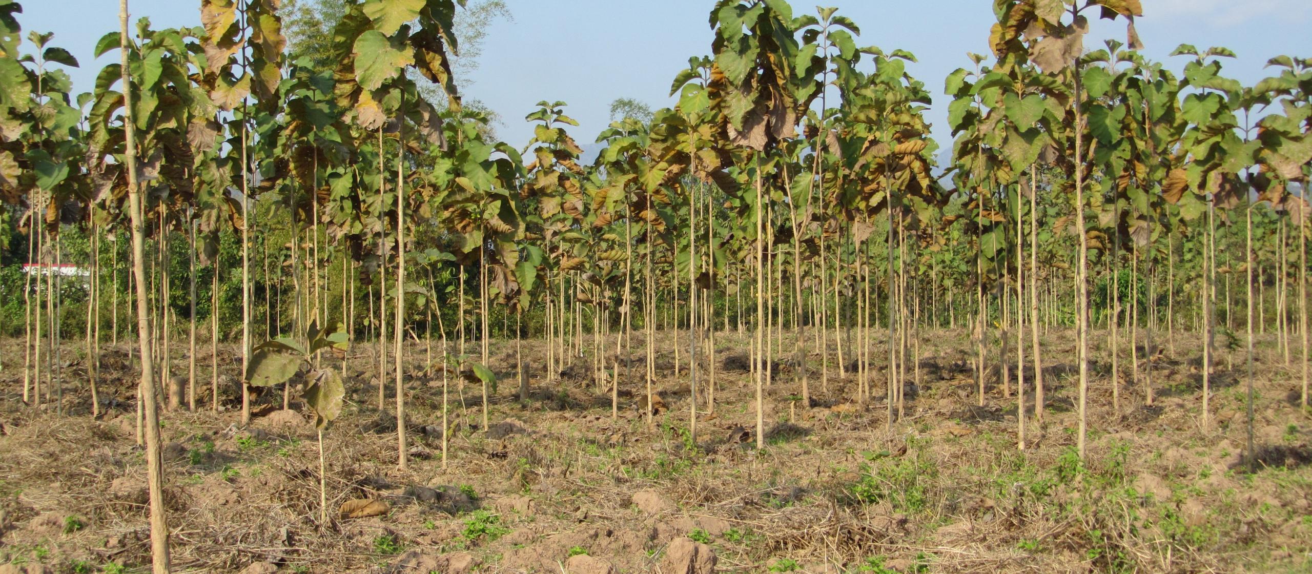 A field of teak