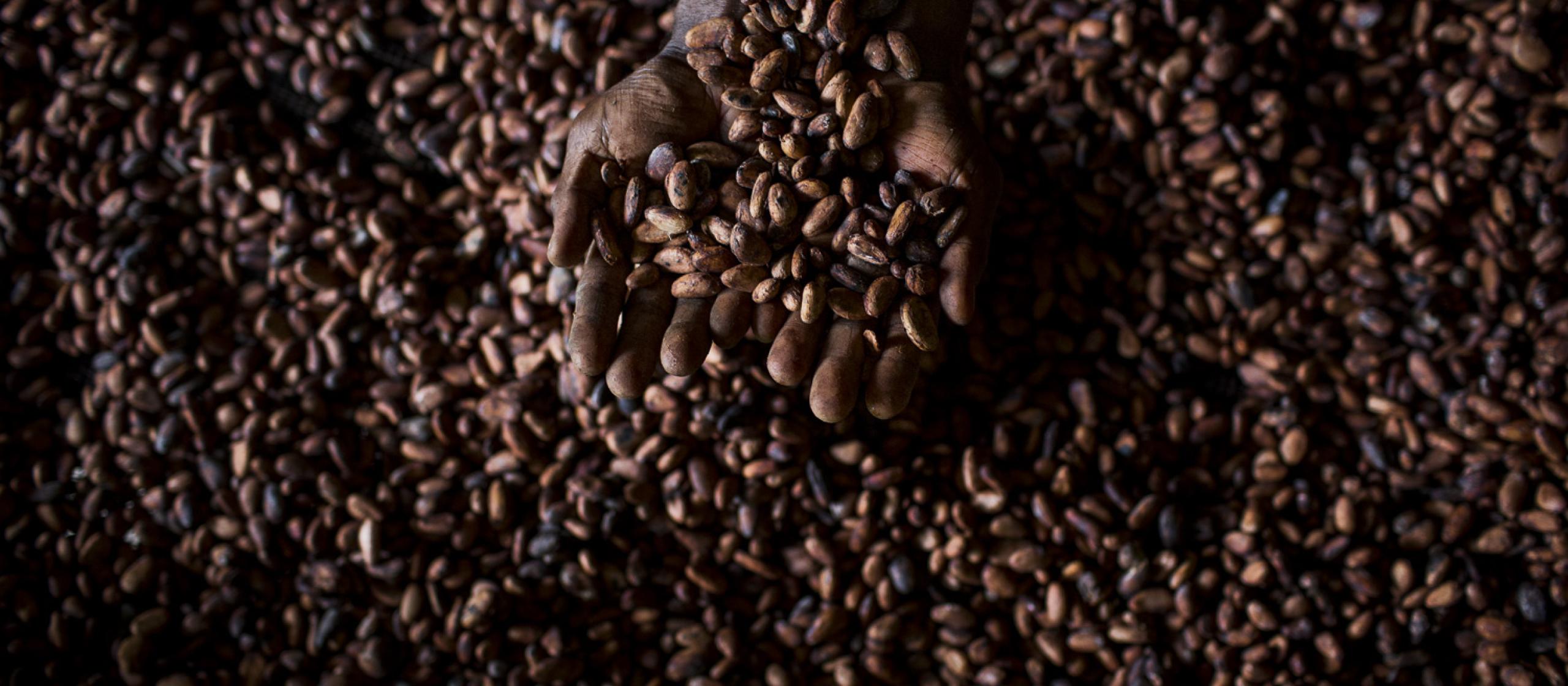 Cocoa Beans