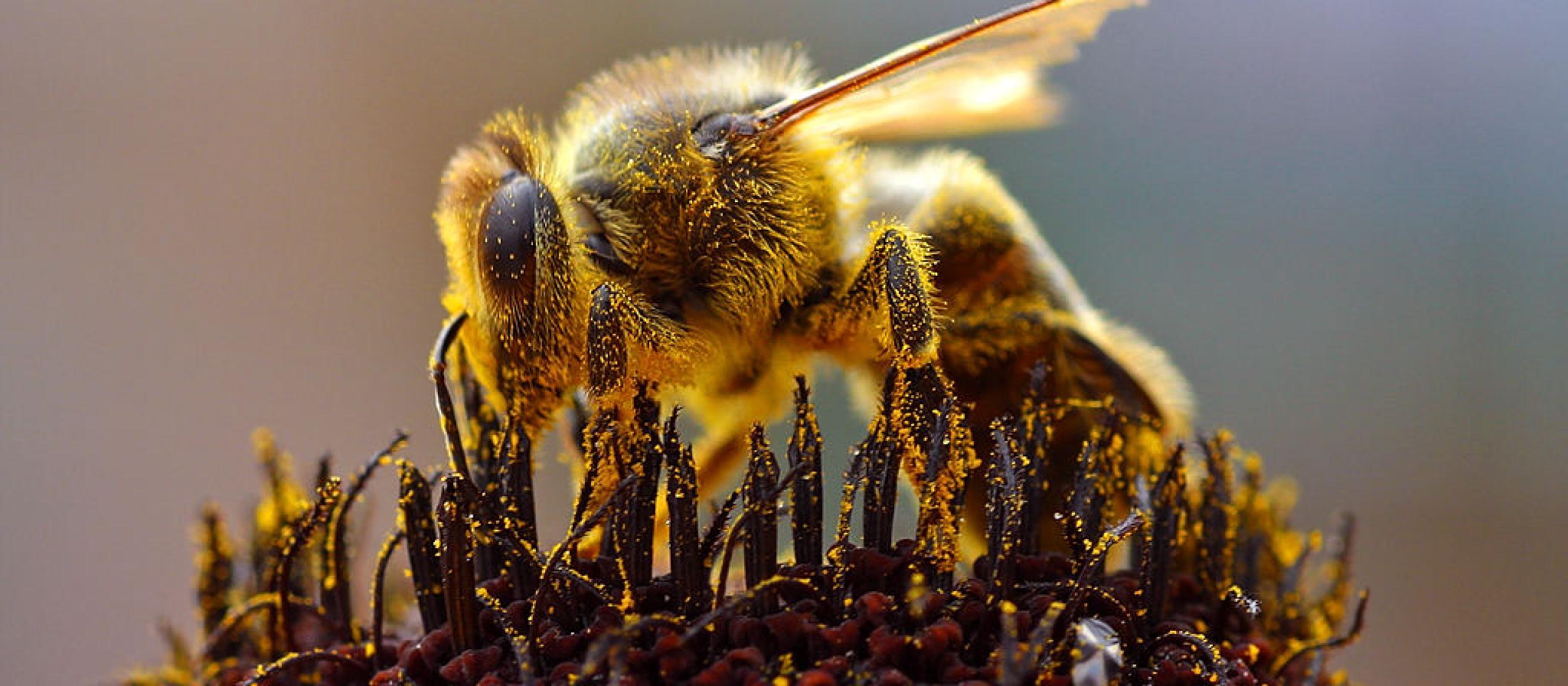 A bee collects pollen