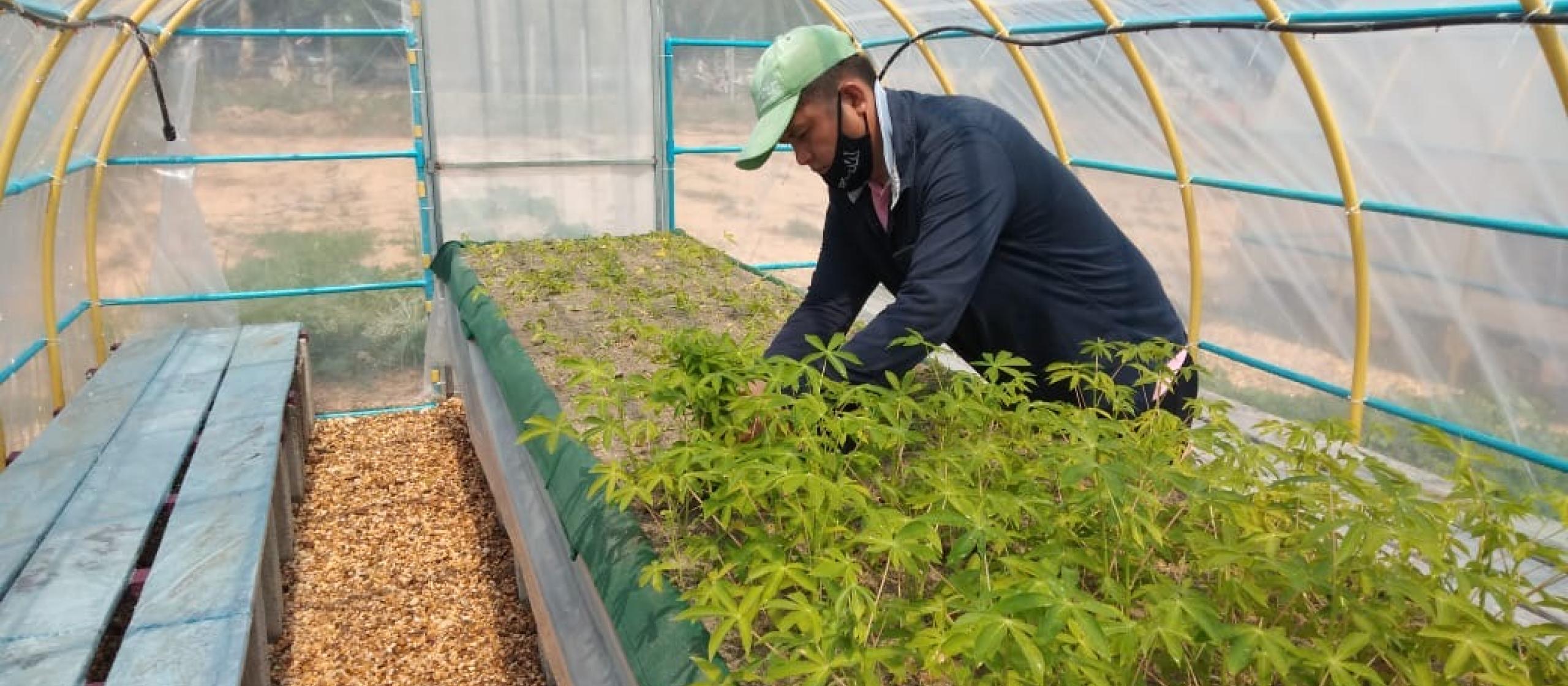 generating cassava from virus duo