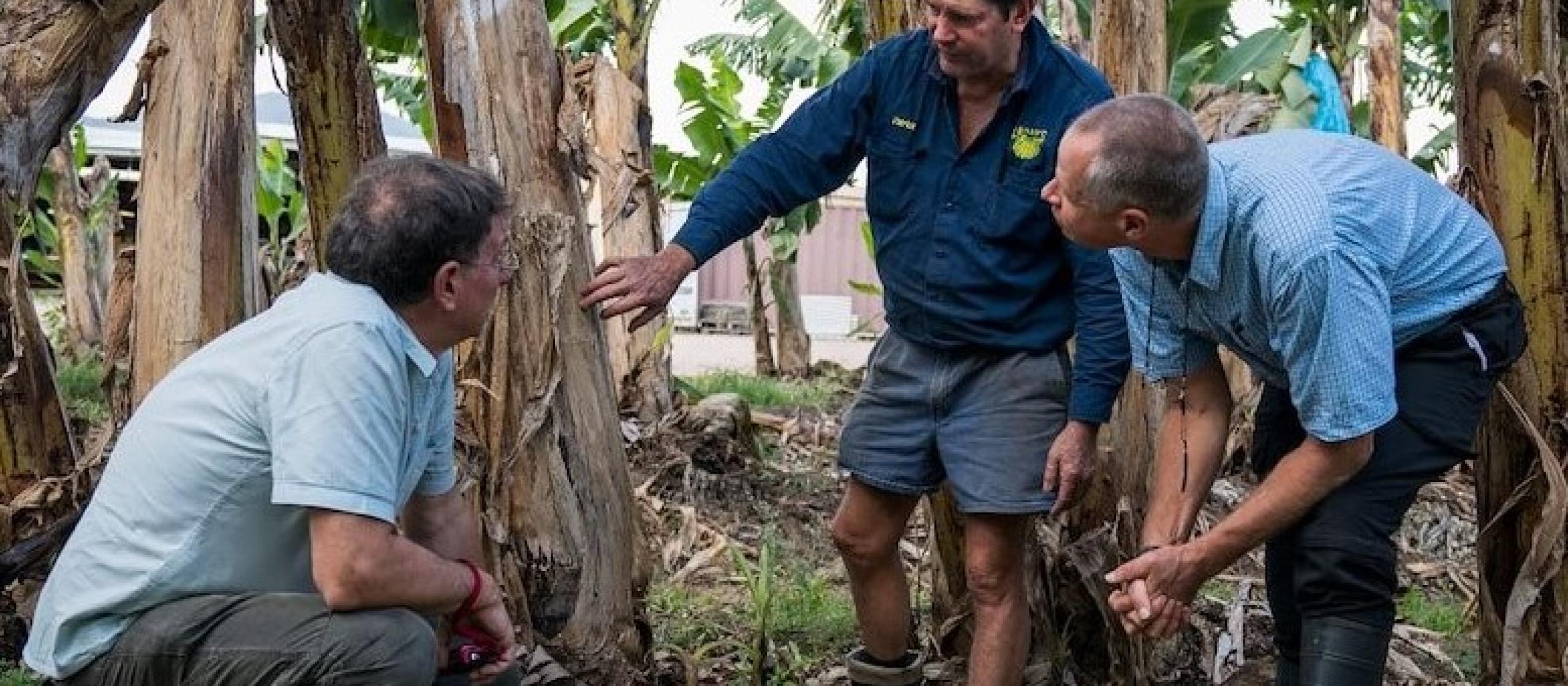 A group of farmers inspect a tree 