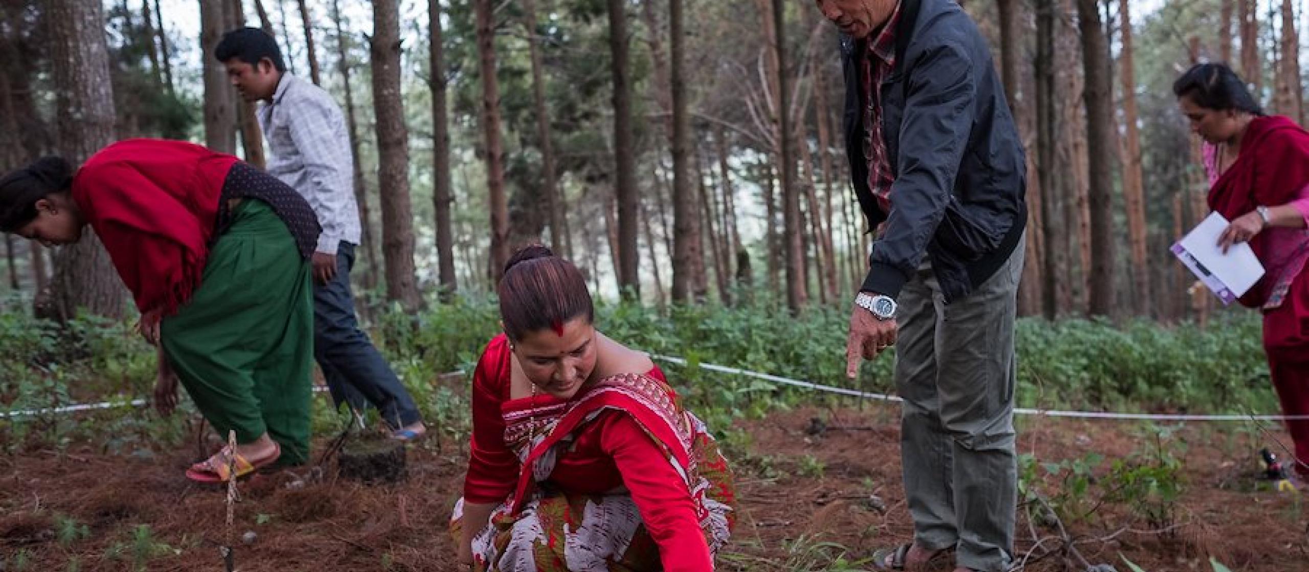 A group inspecting a forestry plantation