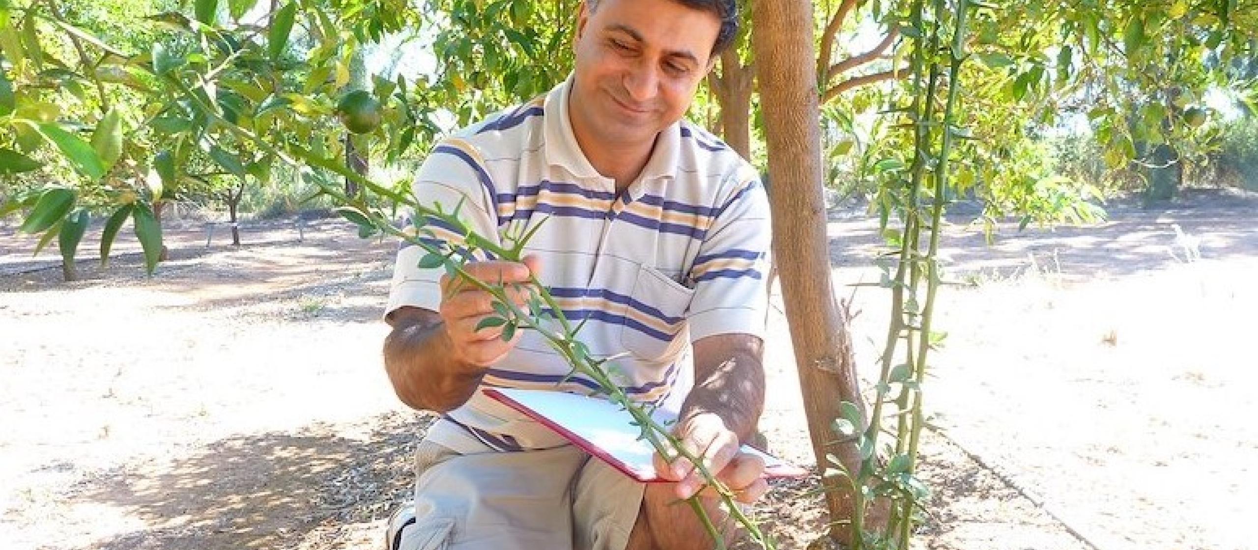 A man inspects his citrus tree