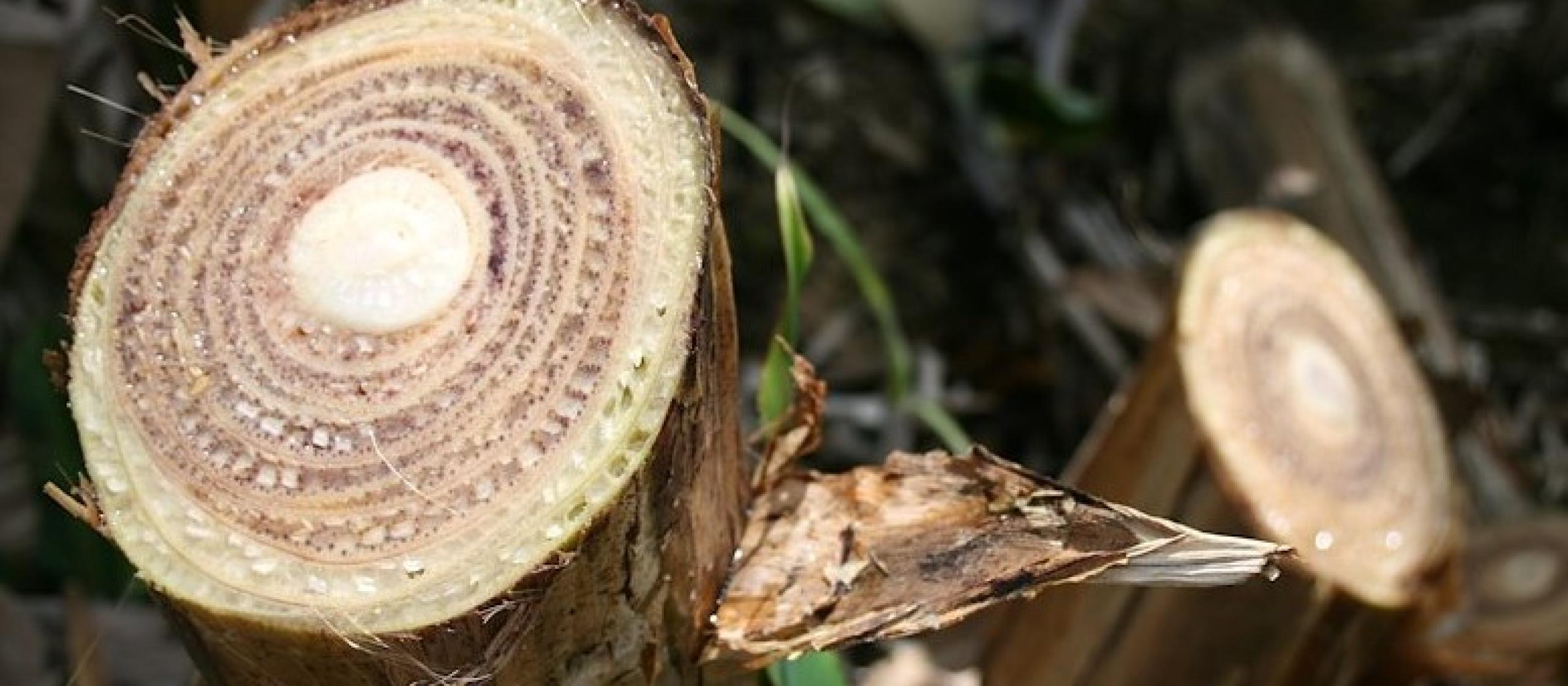 Fusarium wilt-affected banana plant. Credit: Scot Nelson