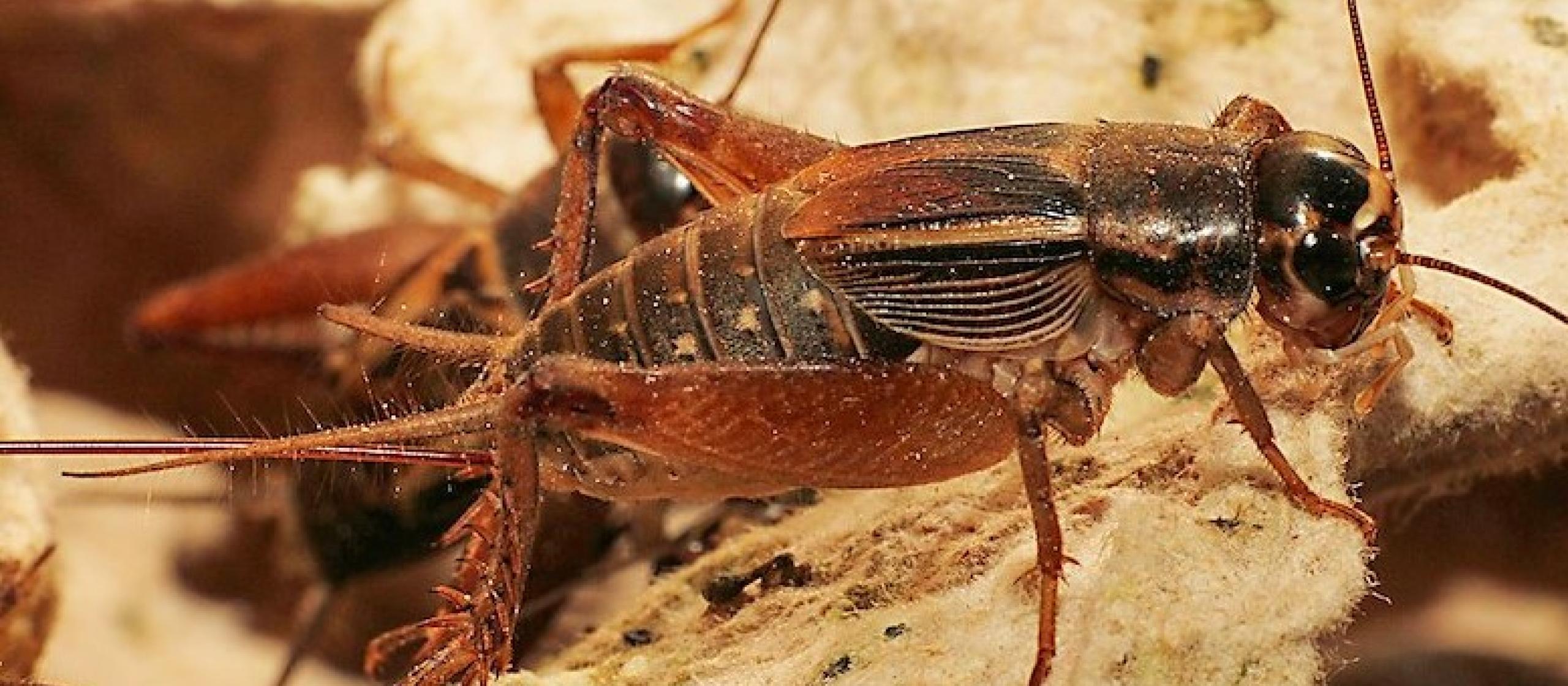 Scapsipedus icipe, the newly-discovered edible cricket species. Credit: icipe