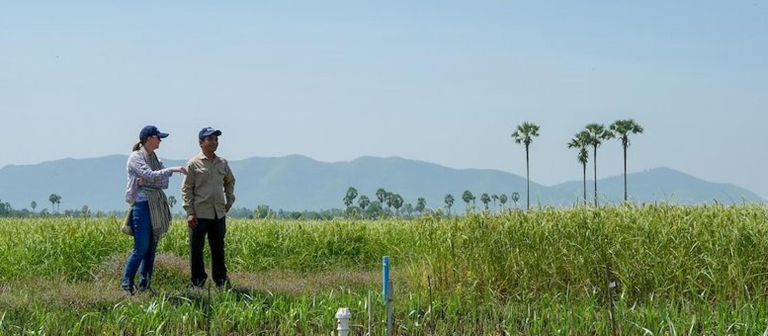 Two farmers inspect a crop