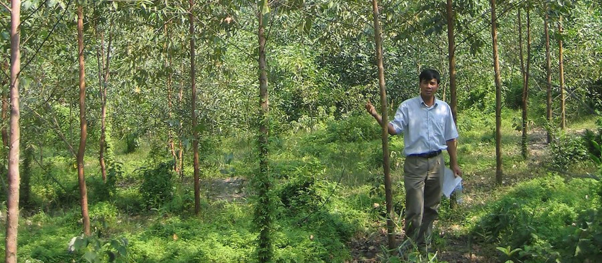 A man stands in a forest