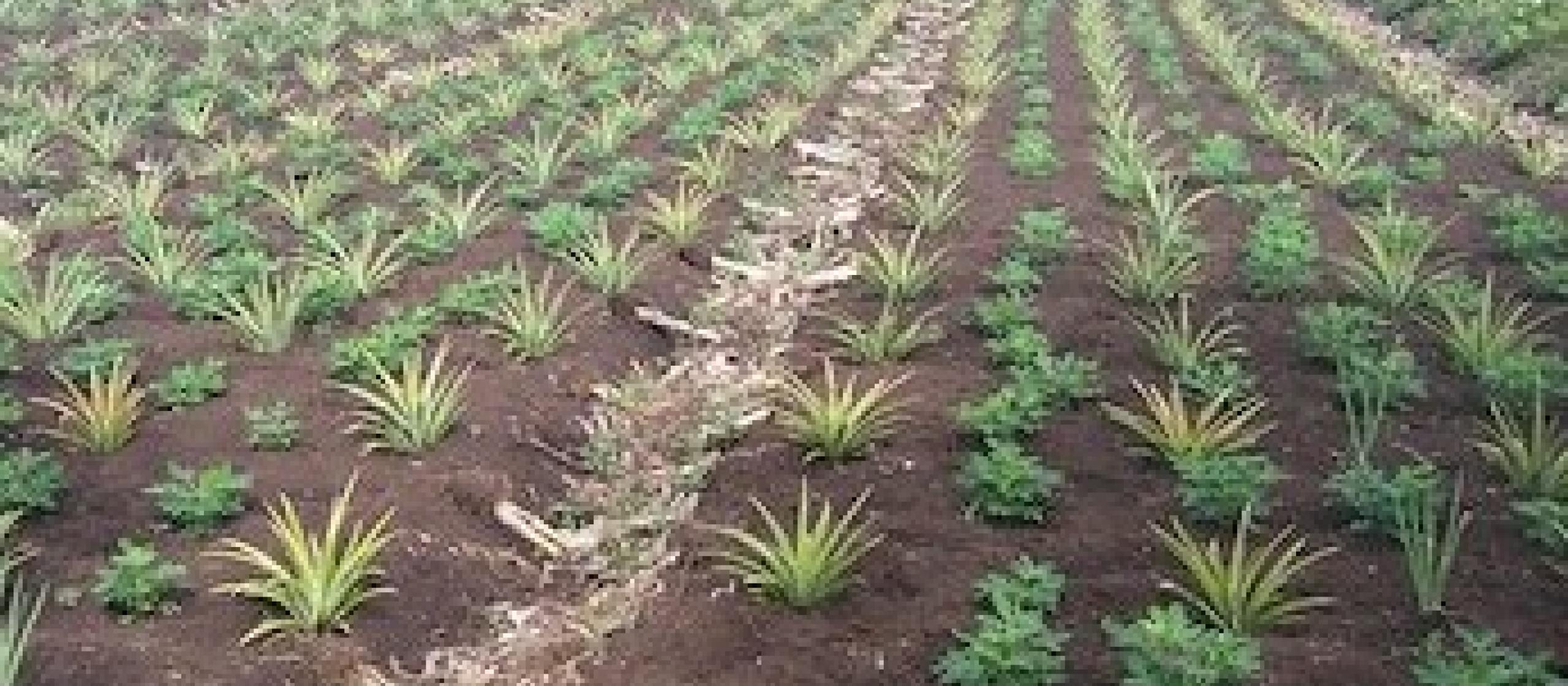 A field of pineapples
