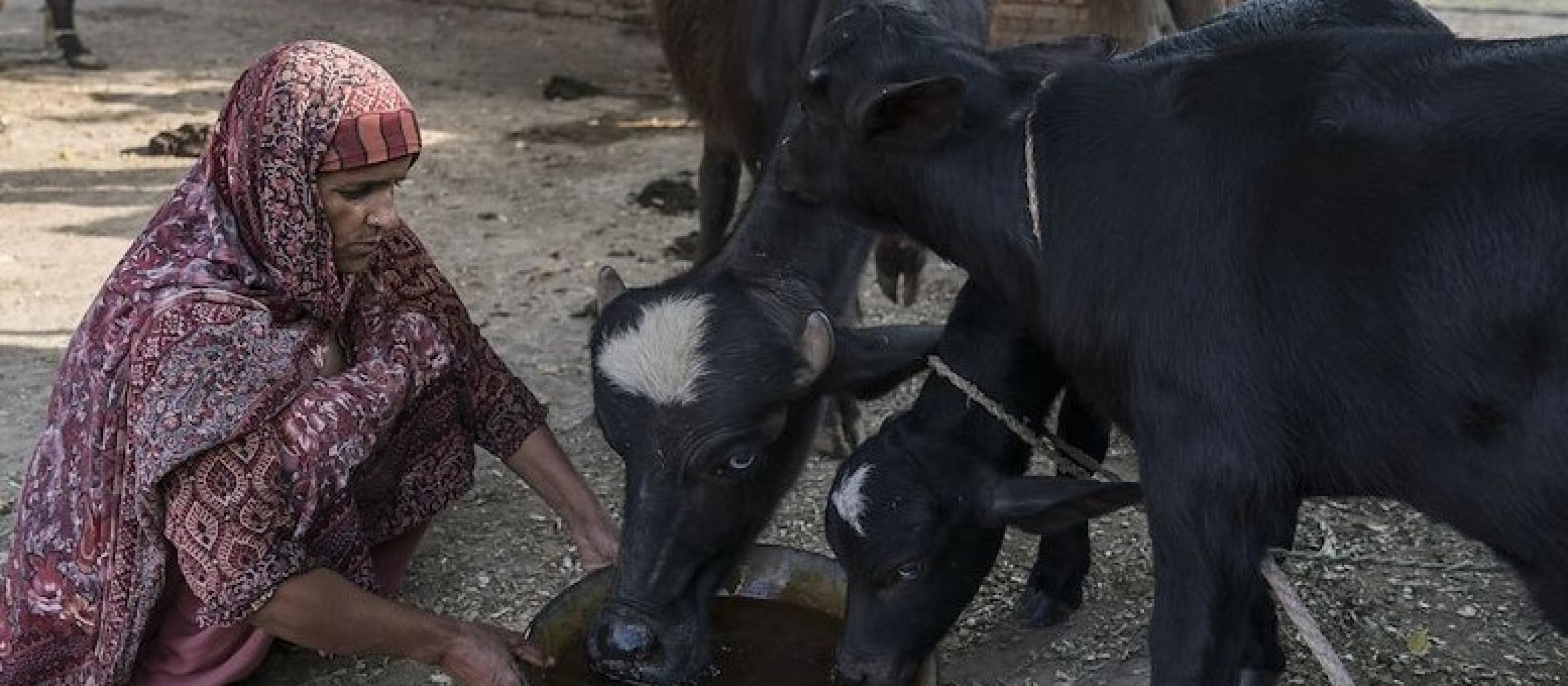 A woman feeds her cows