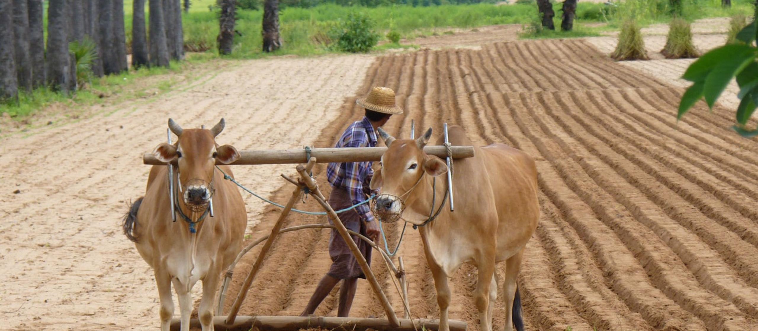 A farmer uses cattle to plough a field