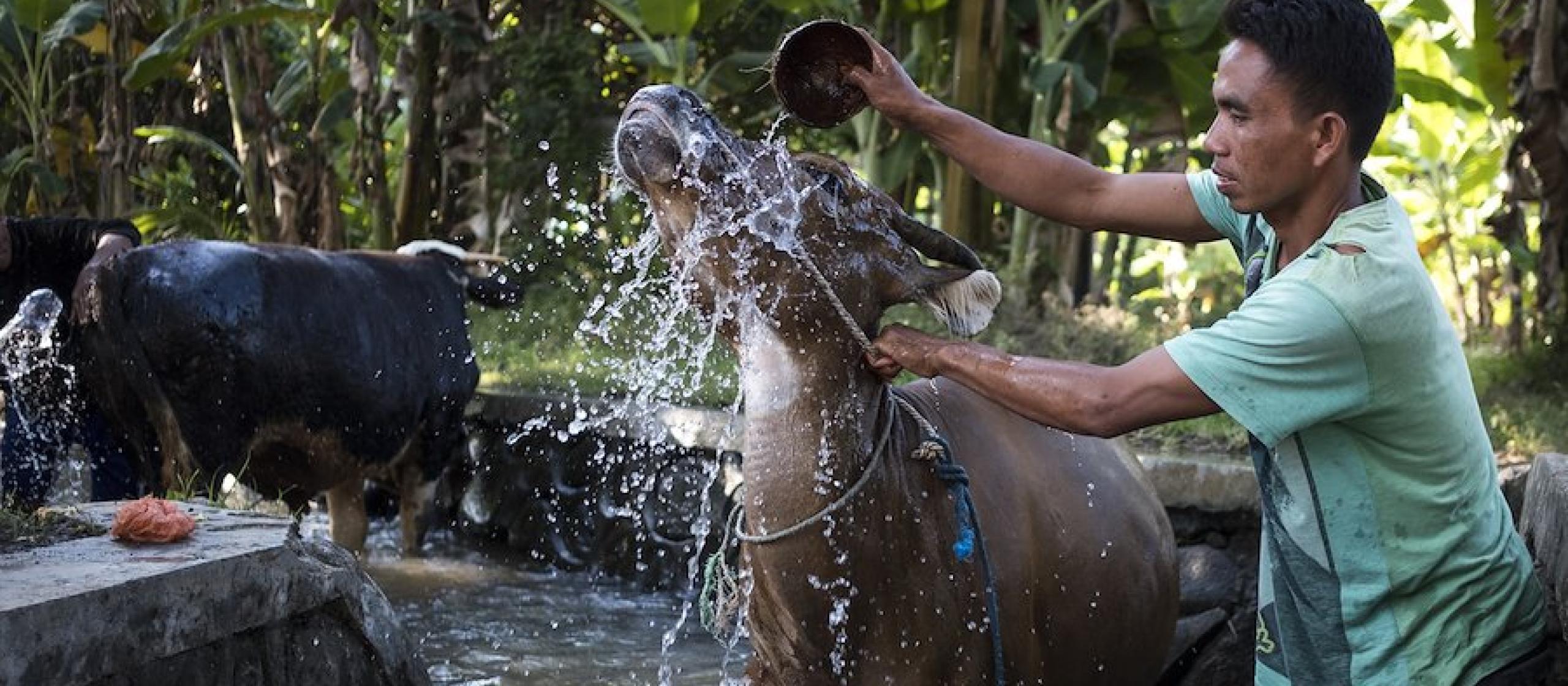 Hardiyanto, a cattle farmer in Lombok, Indonesia, washes his cattle in a small creek. He is participating in an ACIAR-funded/University of Queensland project to improve cattle fattening systems based on forage tree legume diets. Credit: Conor Ashleigh
