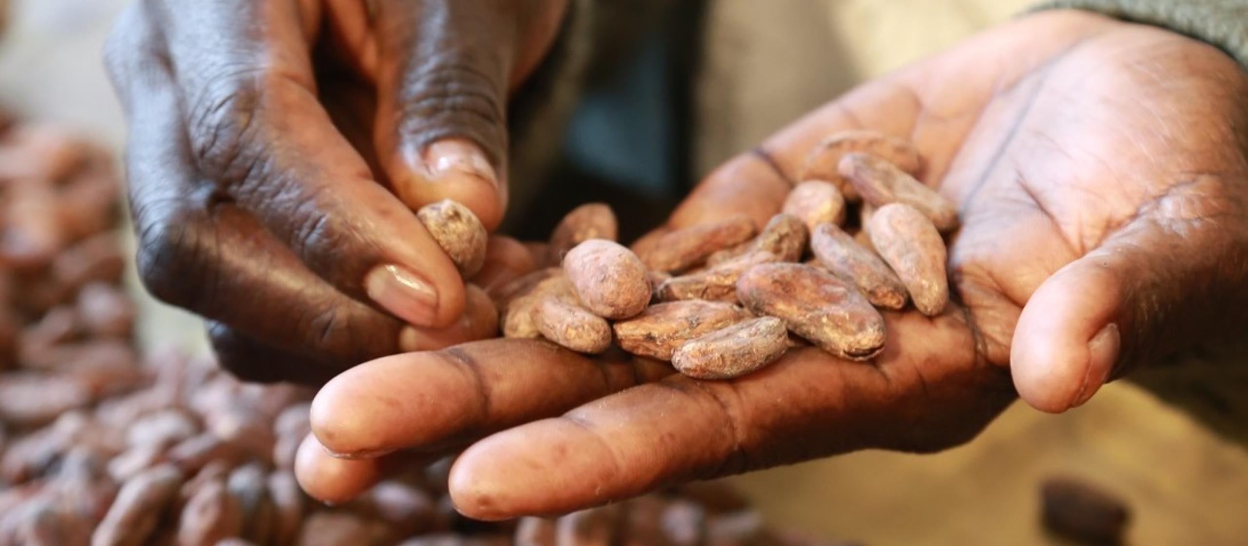 cocoa beans