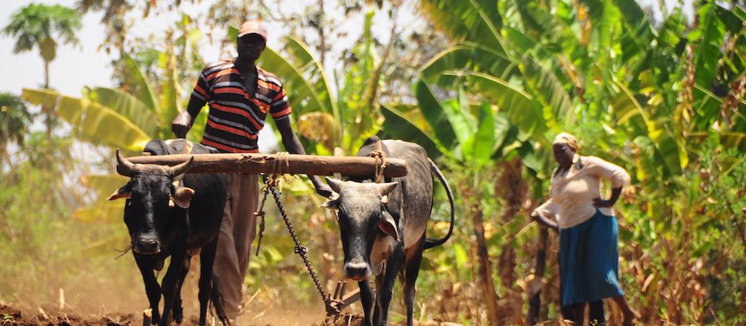 african cattle