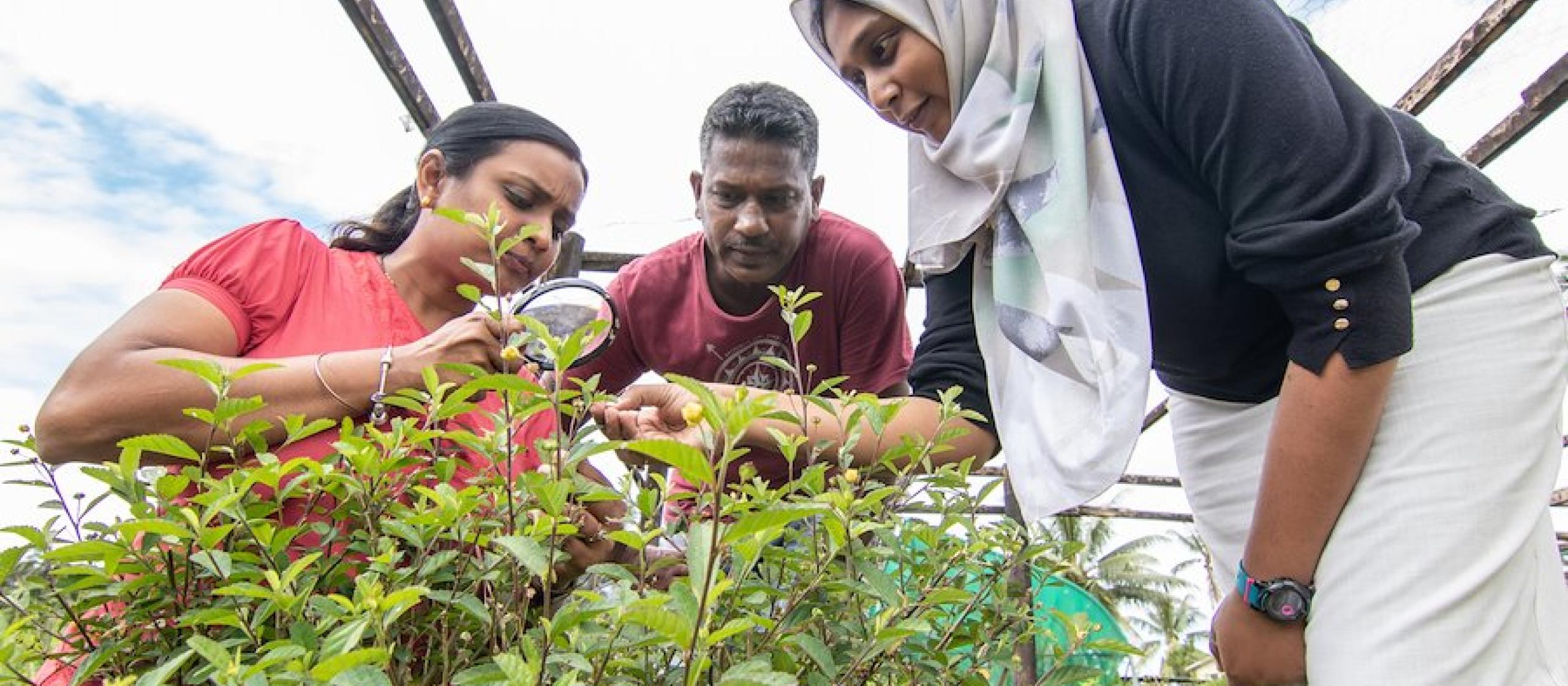 MWF Candidate for the inaugural 2020 cohort, Aradhana Deesh with her colleagues (Asma Begum far right and Pranesh Chand middle) at the Fijian Ministry of Agriculture’s first ever biocontrol nursery in Koronvia, Fiji.