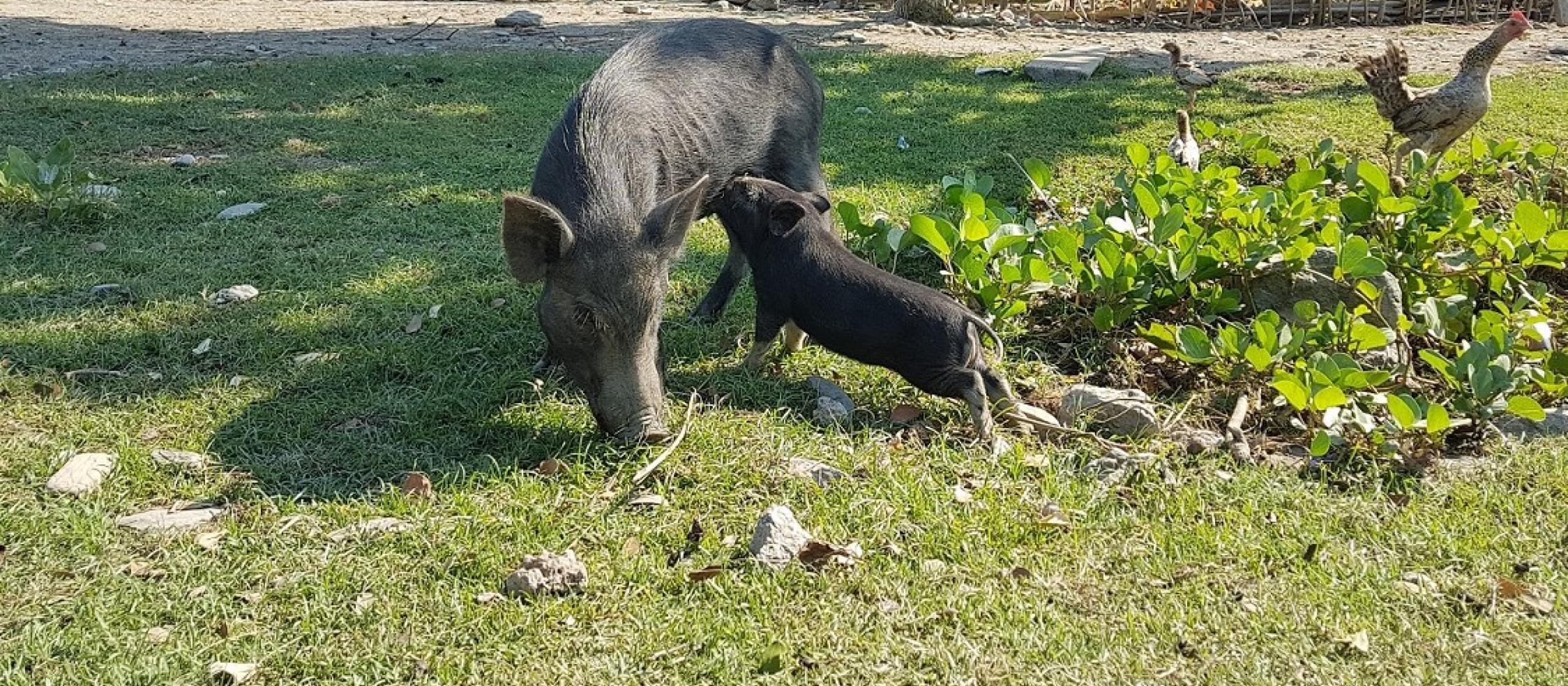 pigs in farmyard