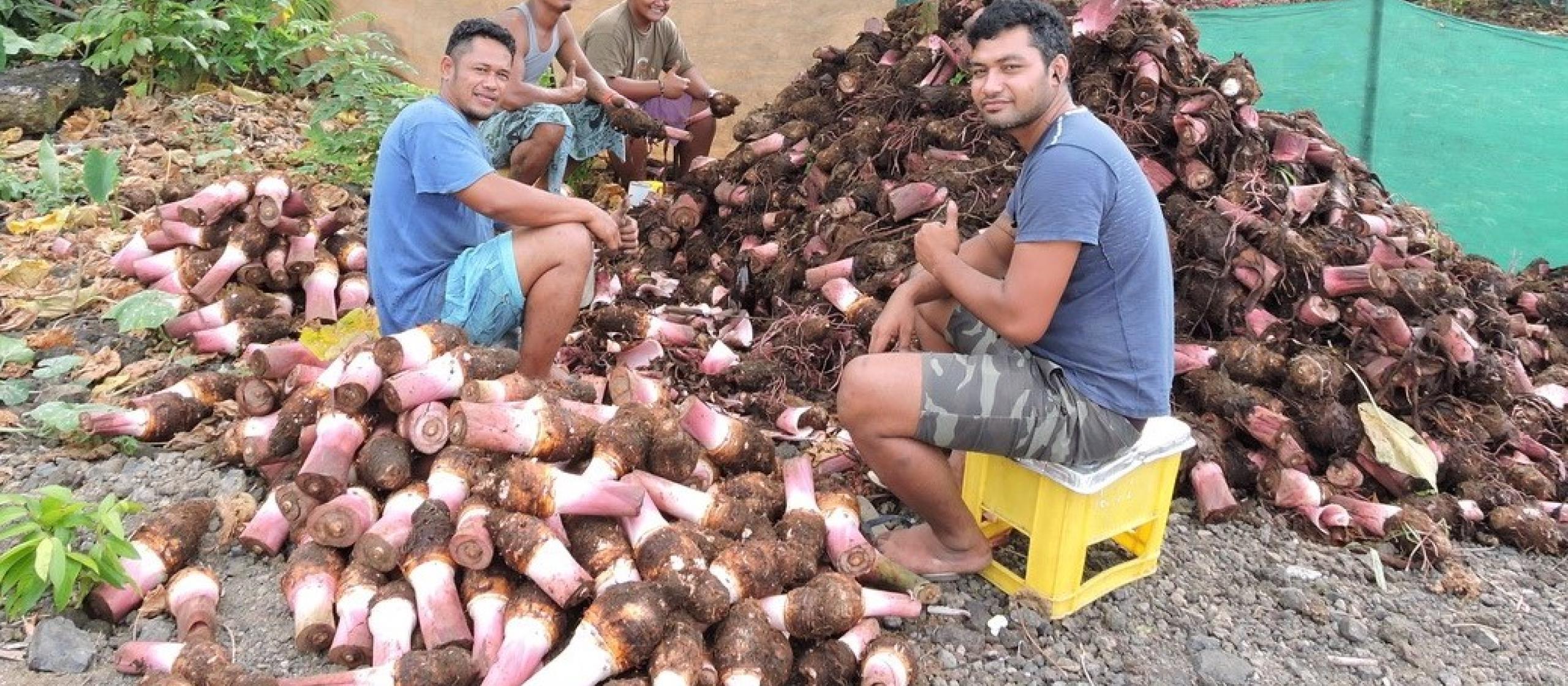 a group of men with taro harvest