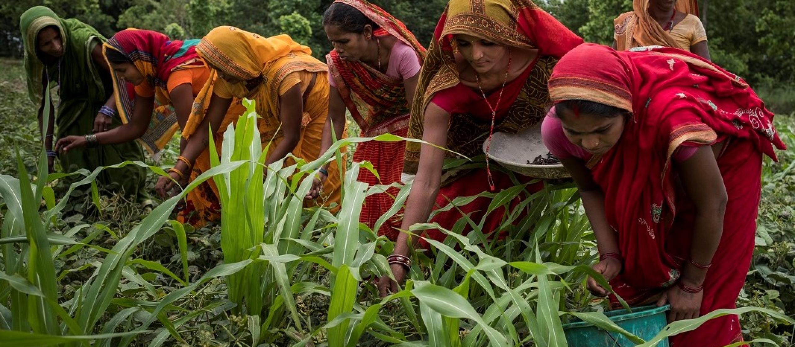 woman picking crops