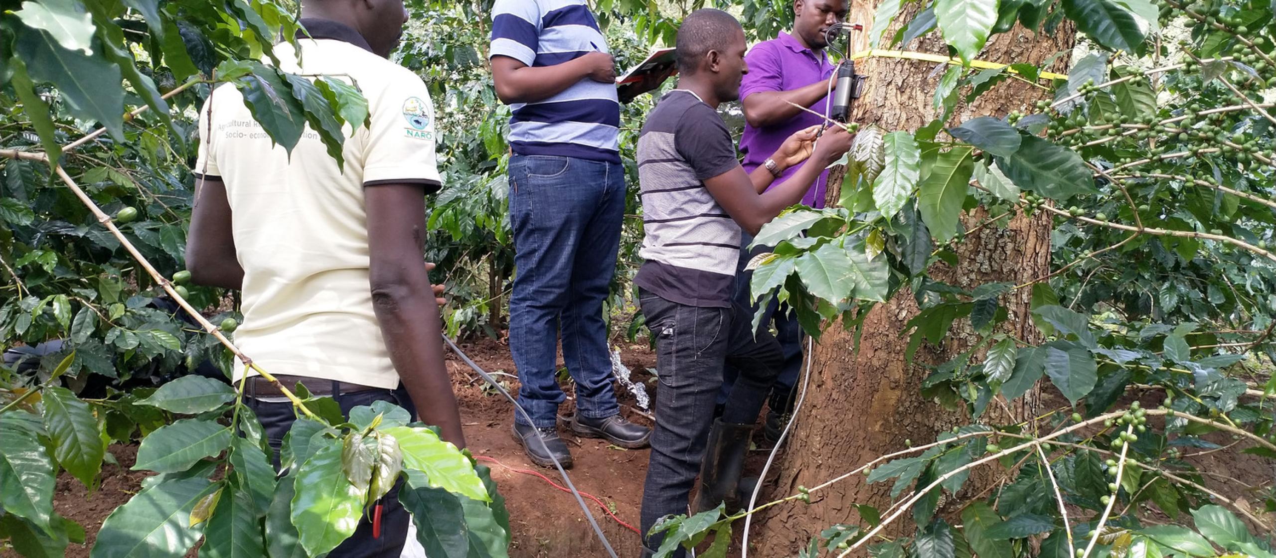 New pruning techniques in Uganda are showing farmers that trees are more valuable in the ground than on the woodpile