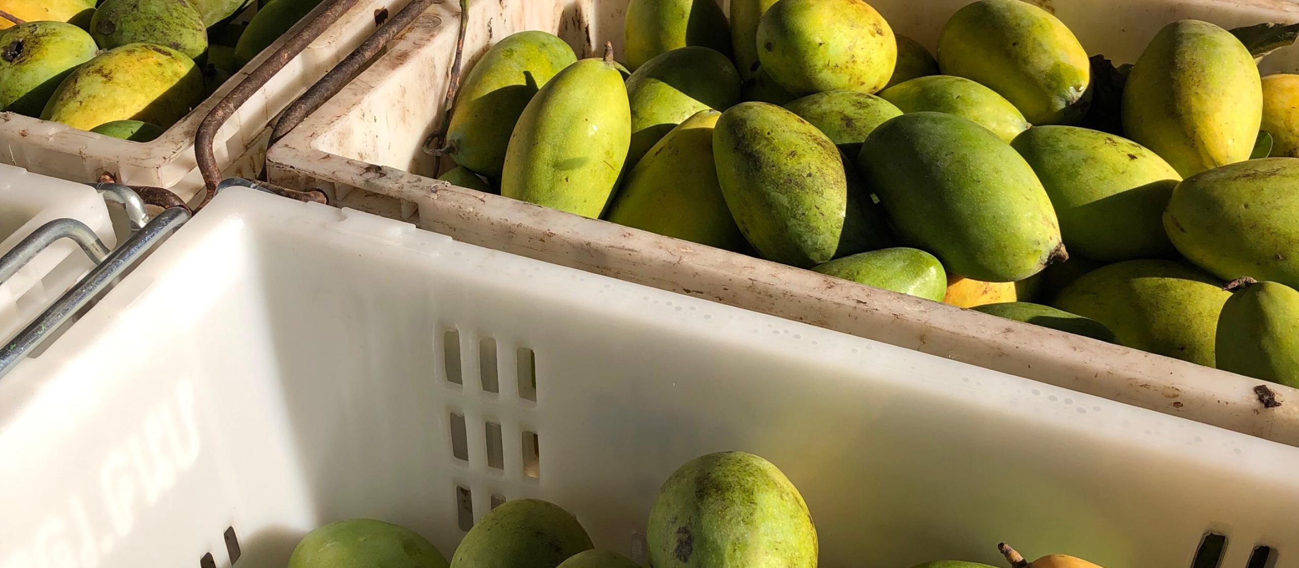 Mangoes being shipped