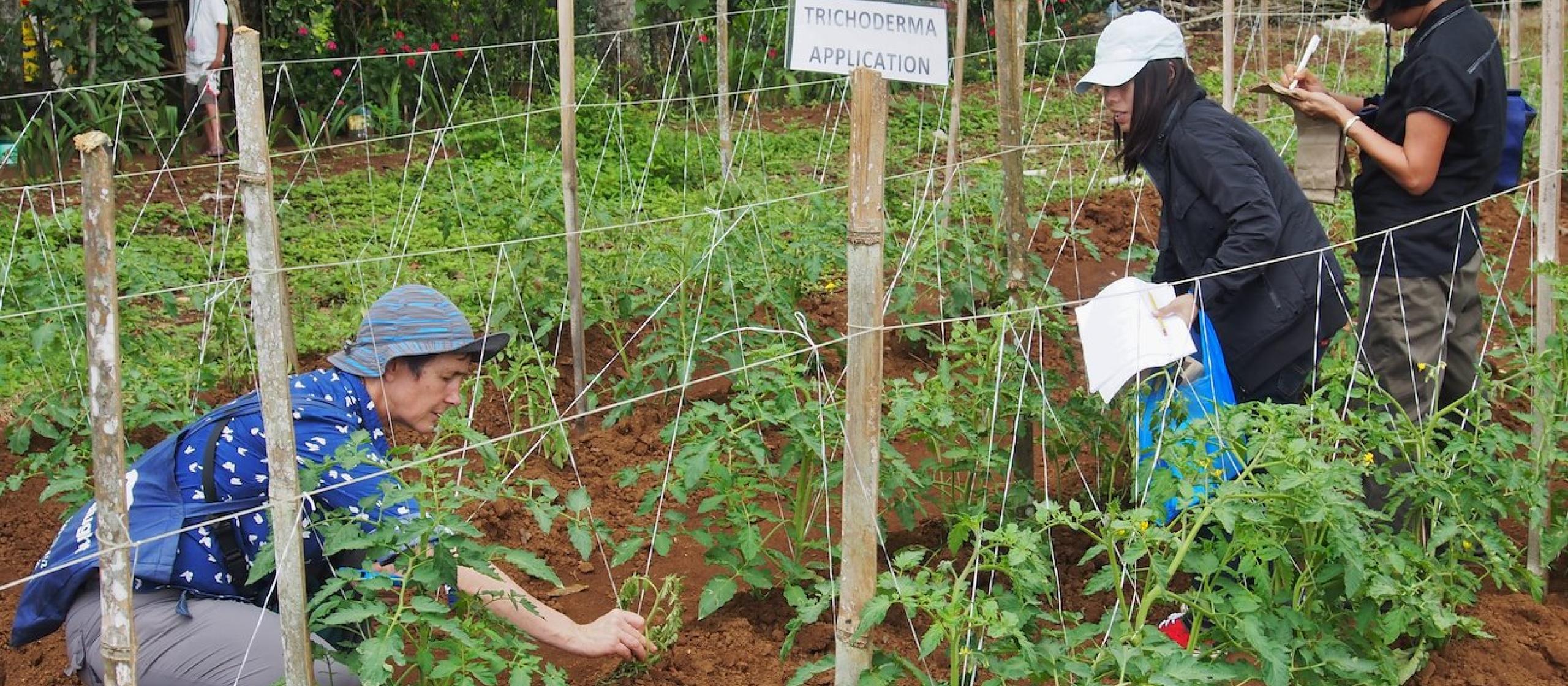 Planting tomatoes