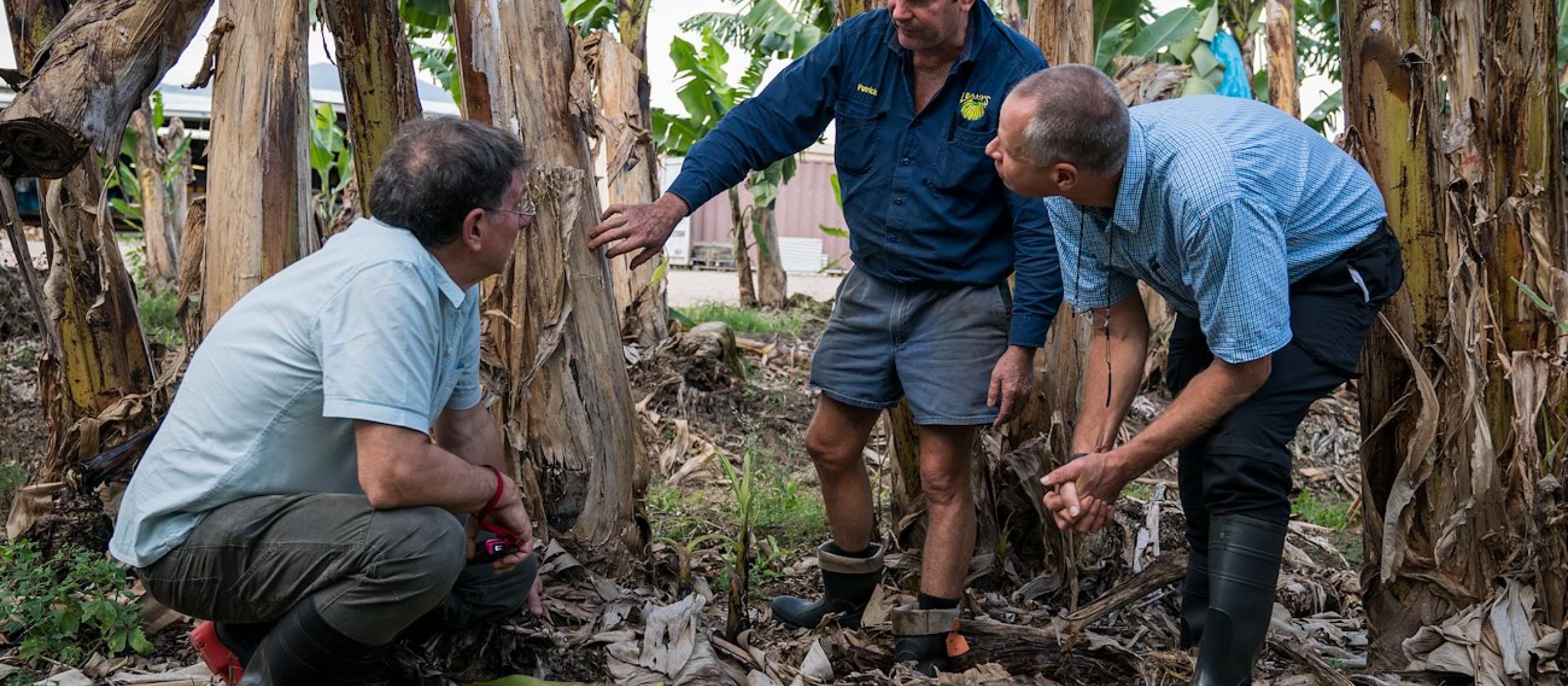 Men looking at banana trees for disease