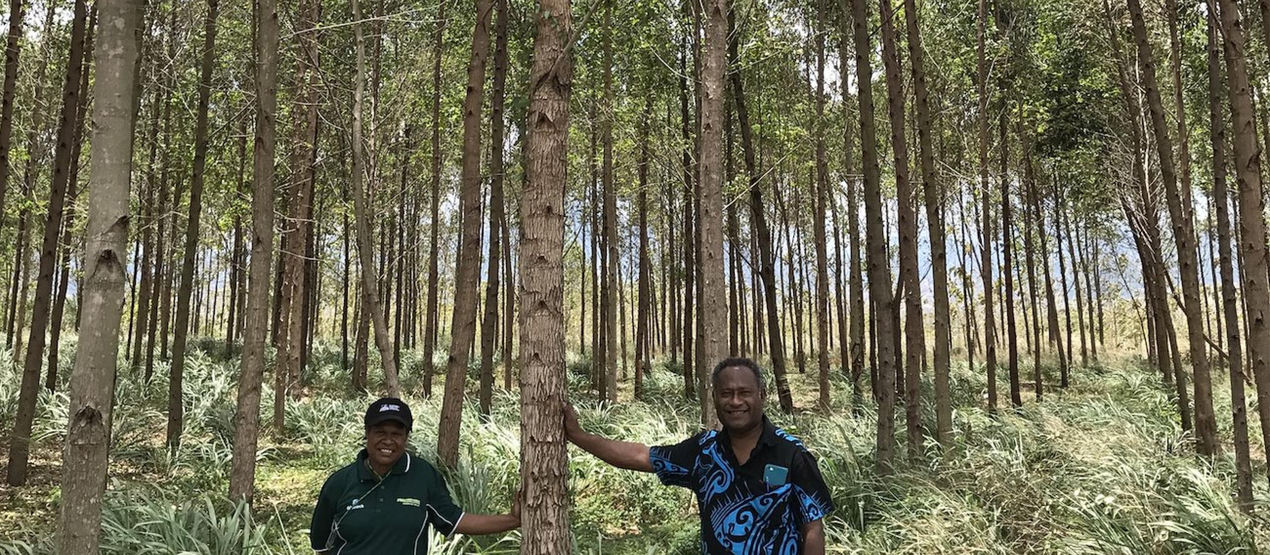 Tree plantation in PNG