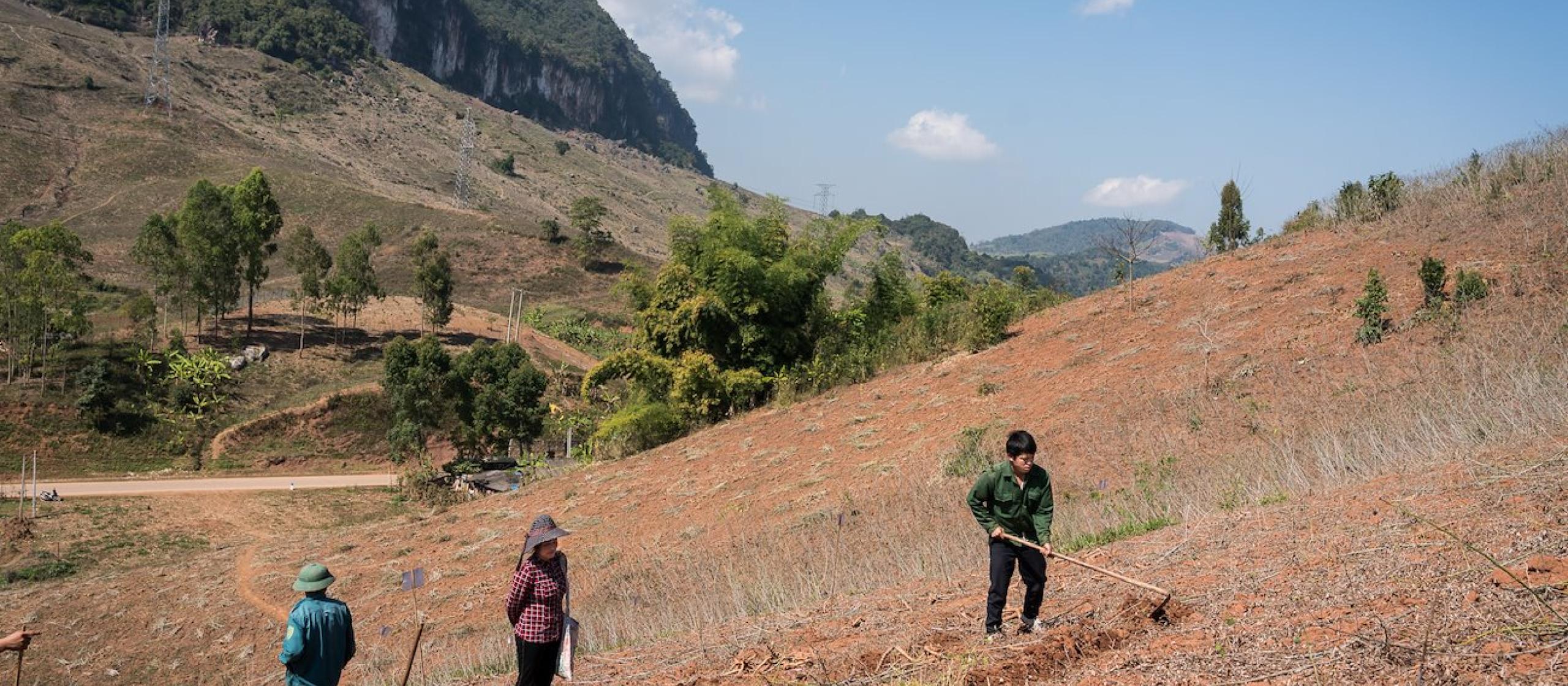 Growing cassava in Vietnam