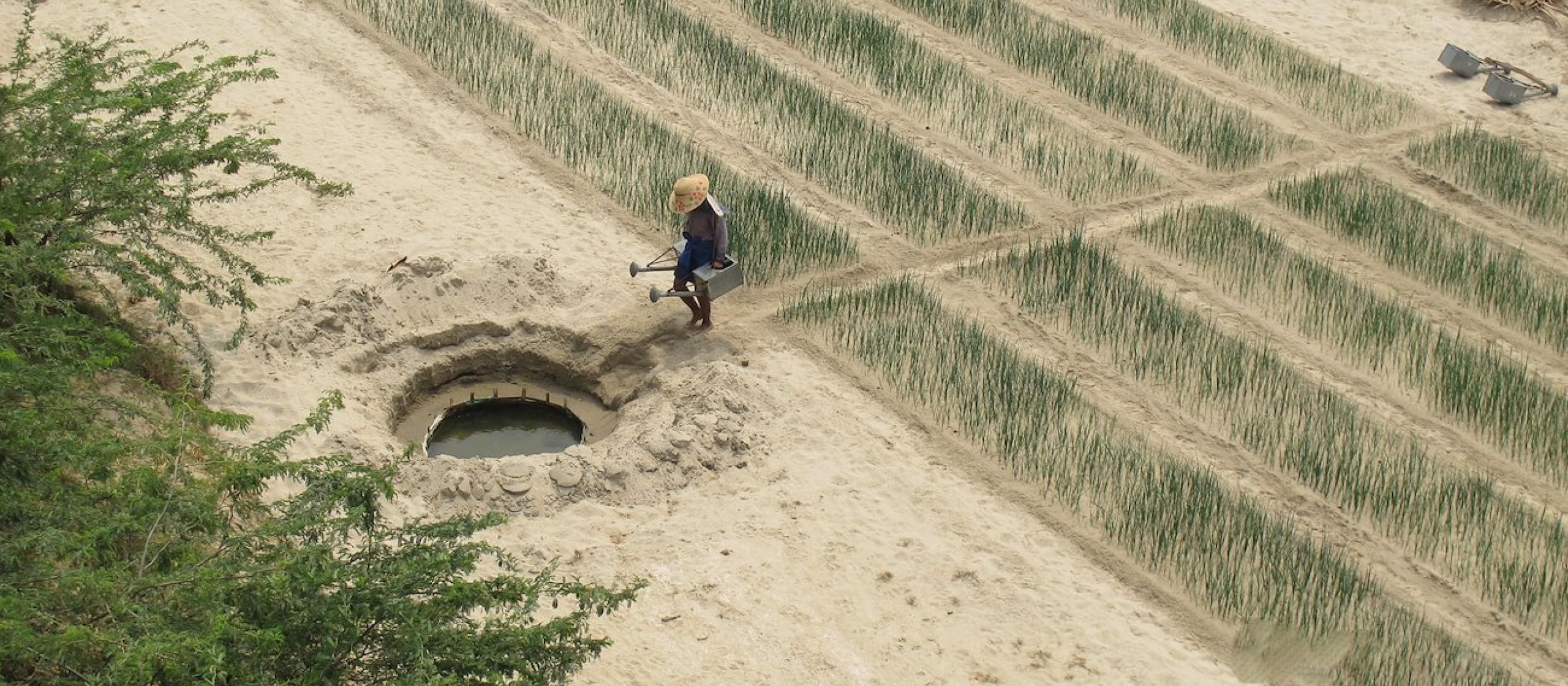 Shallow dug wells in the bed of a river in the Dry Zone of Myanmar