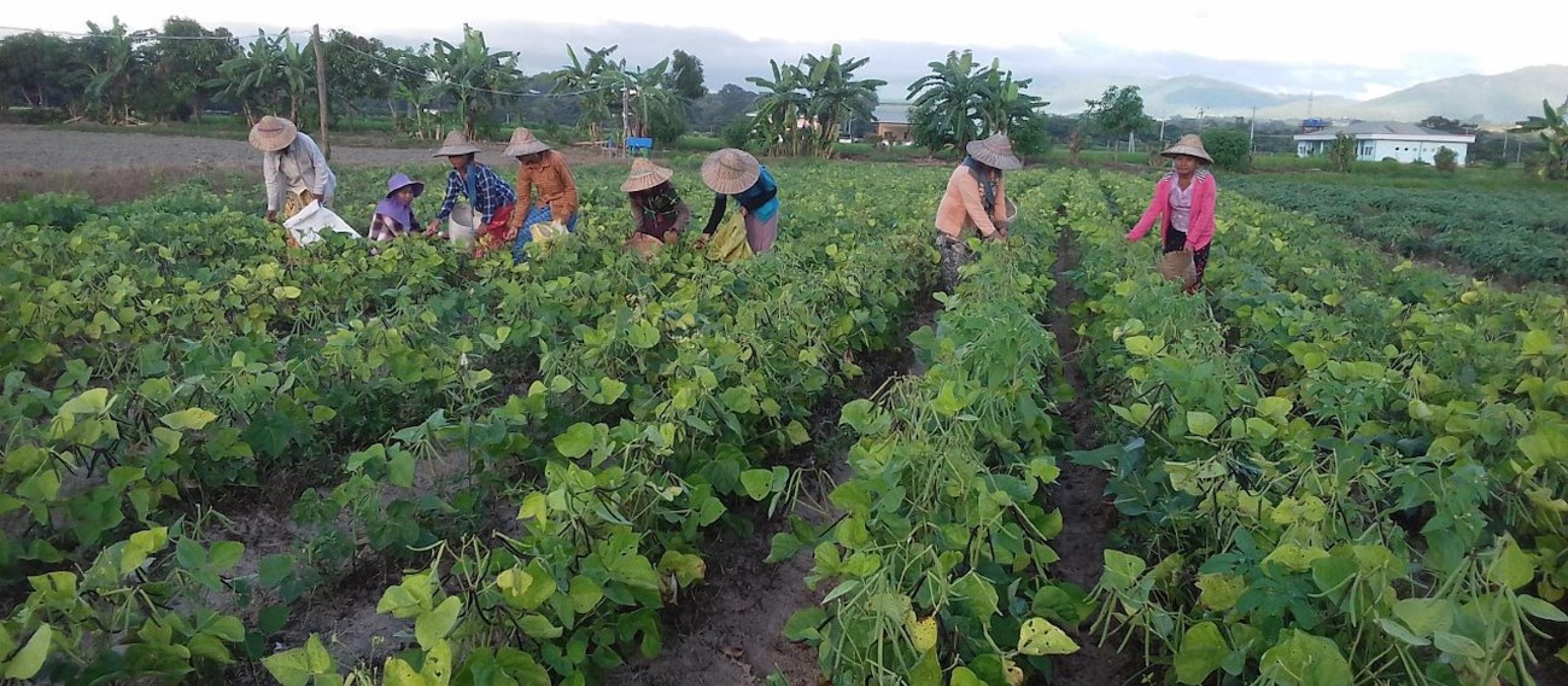 Myanmar mungbean farmers