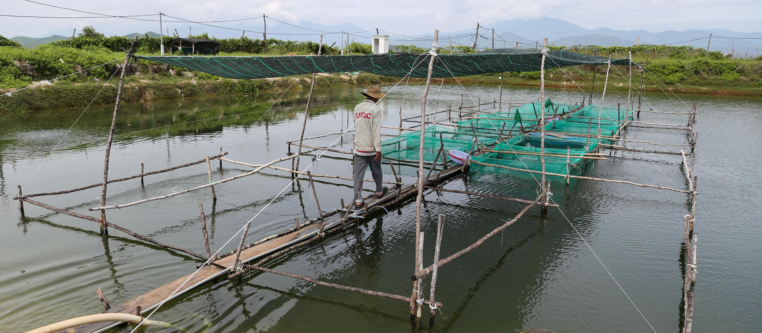 grouper farm