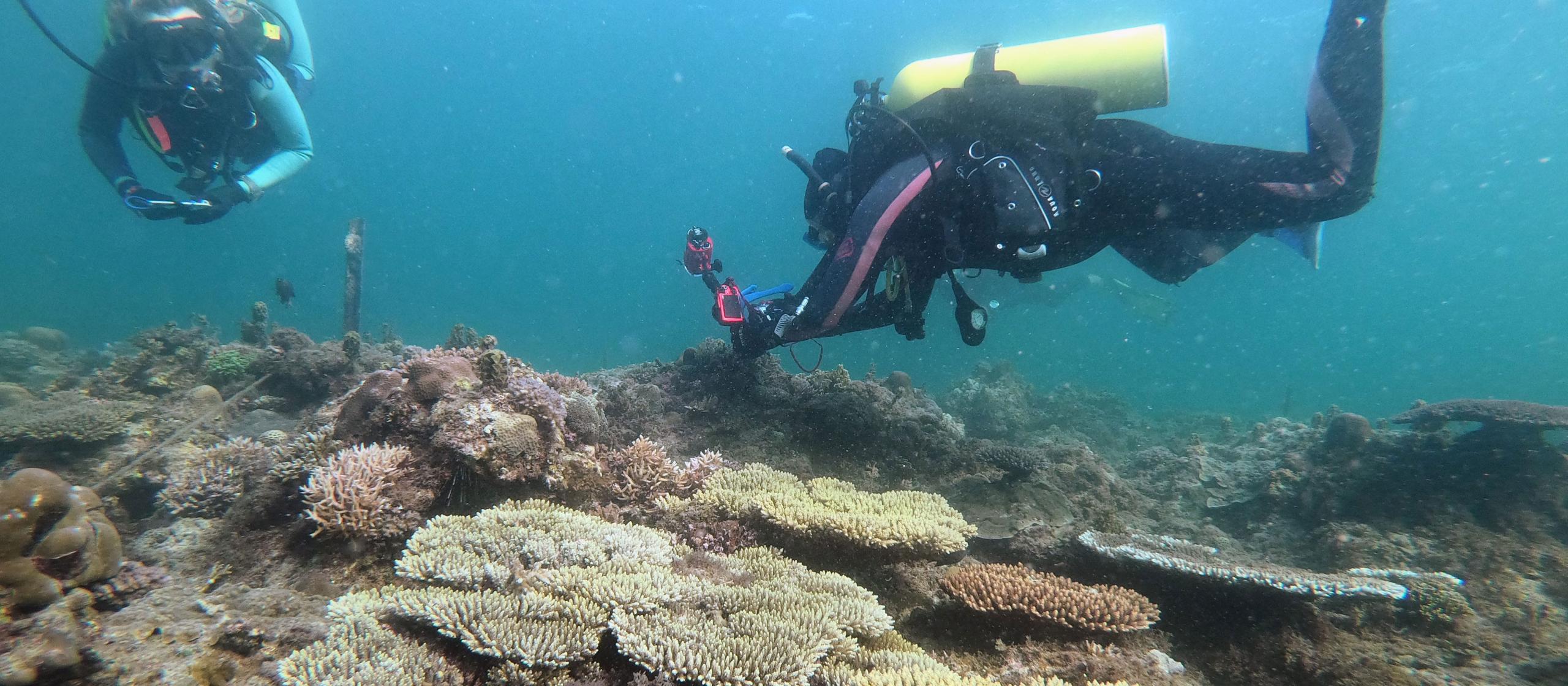 Scuba divers with coral