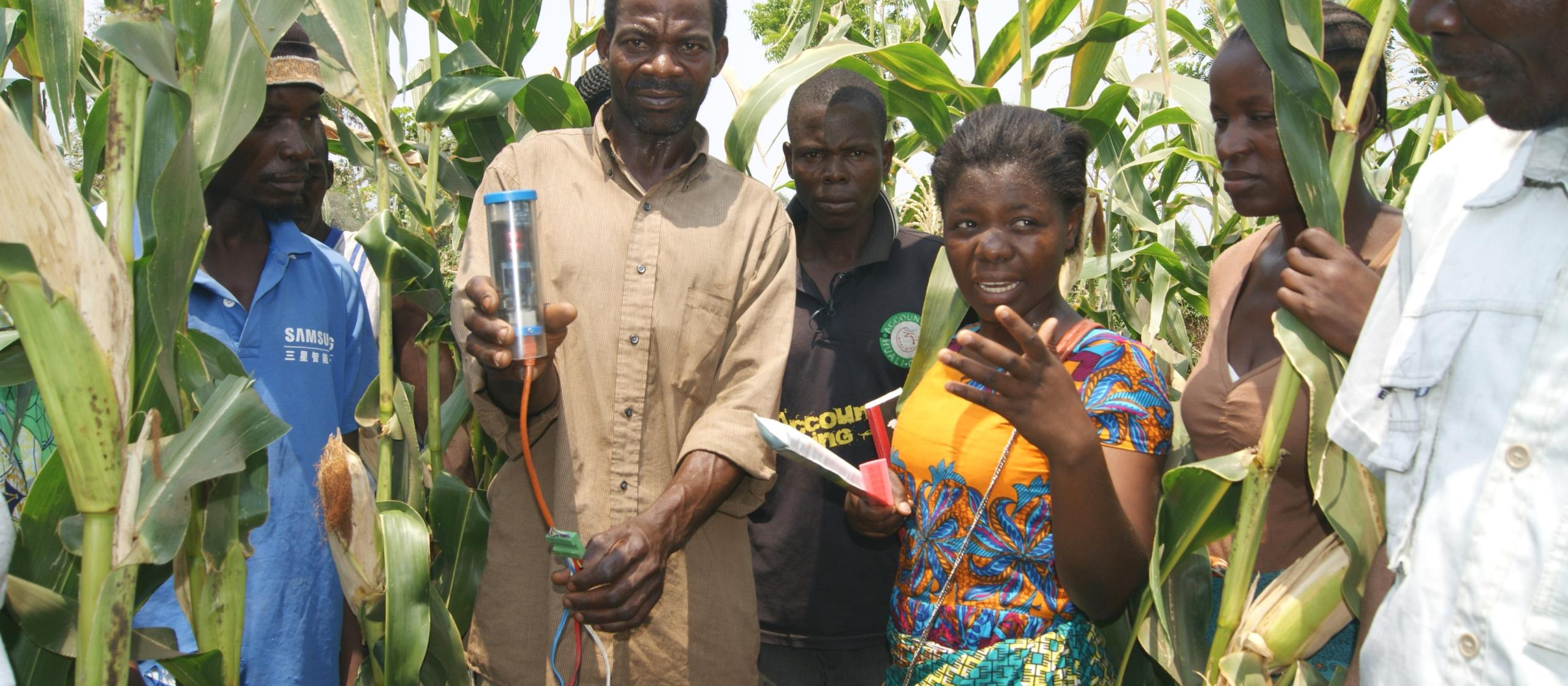 Farmers in corn field measuring water