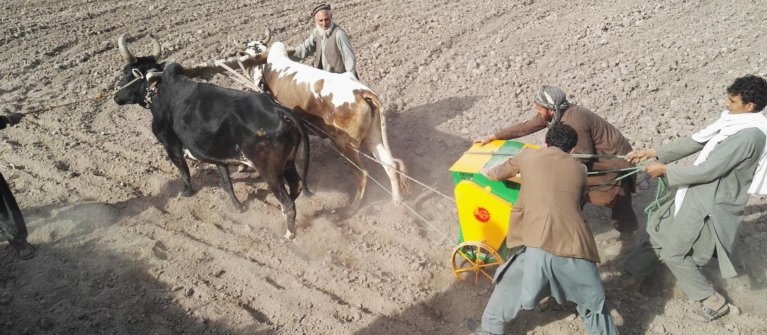 Men with bulls plowing a field