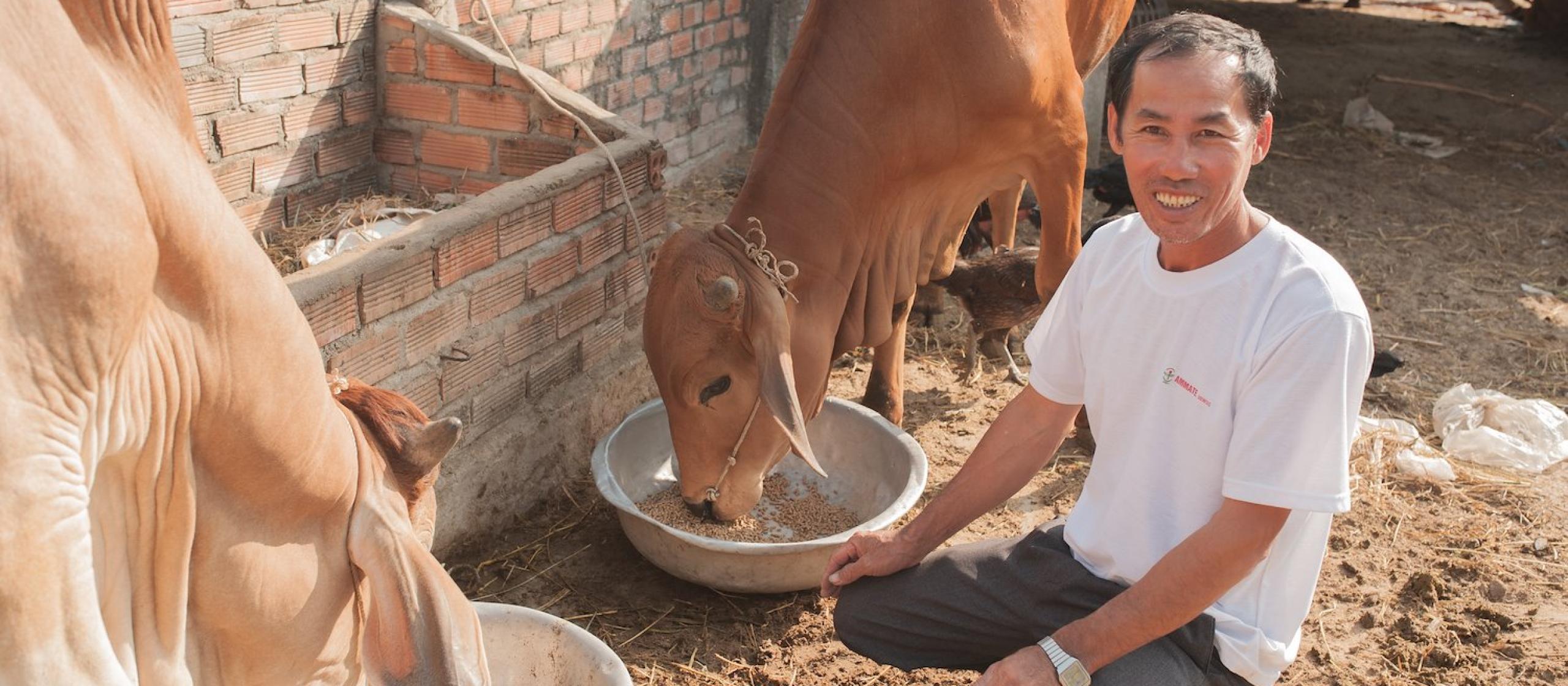 Man with two cows eating grain from bowls
