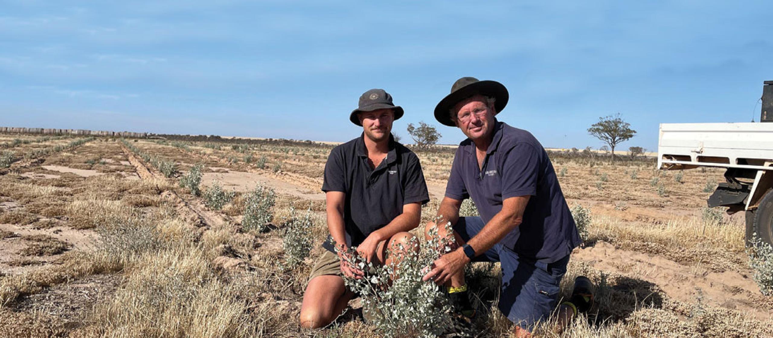 Tony York and his son Oscar inspecting saltbush on their farm in Western Australia