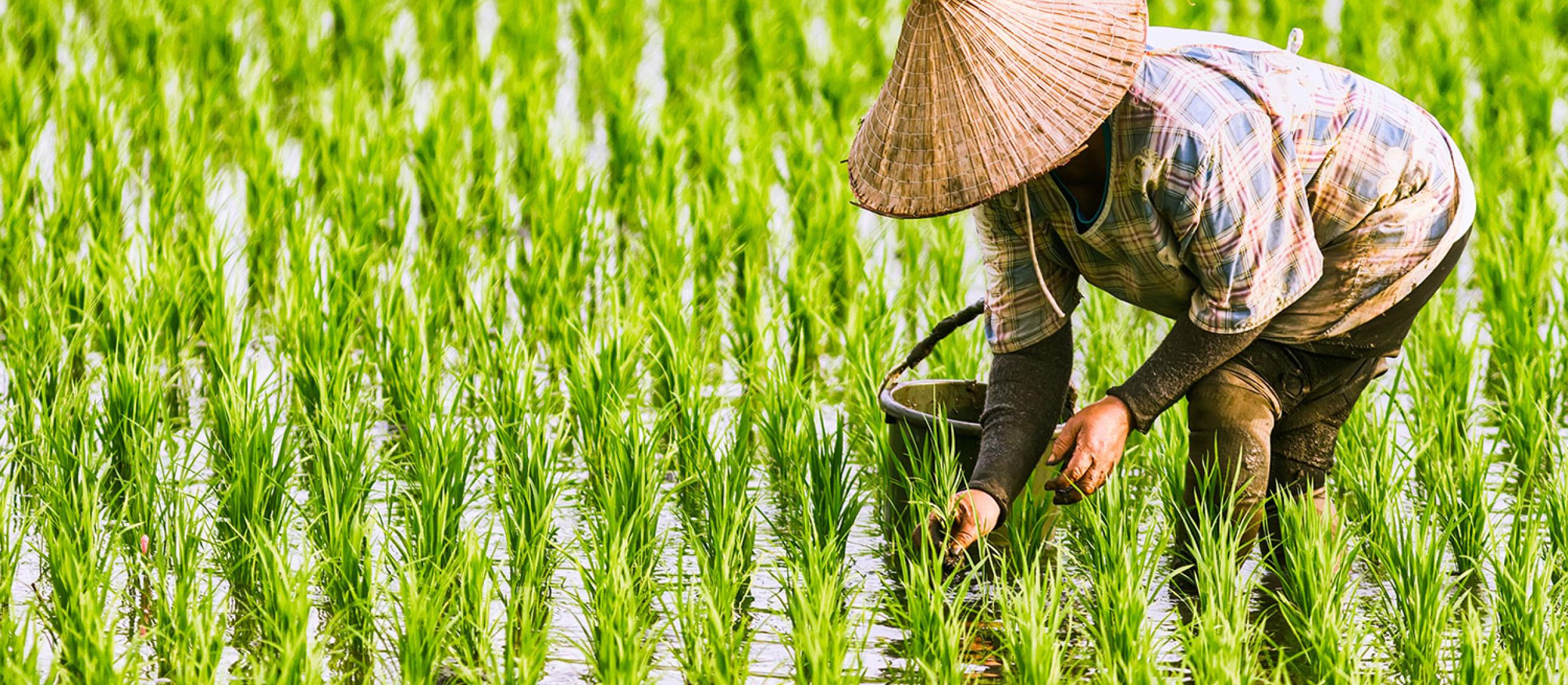 Person in a rice paddy field