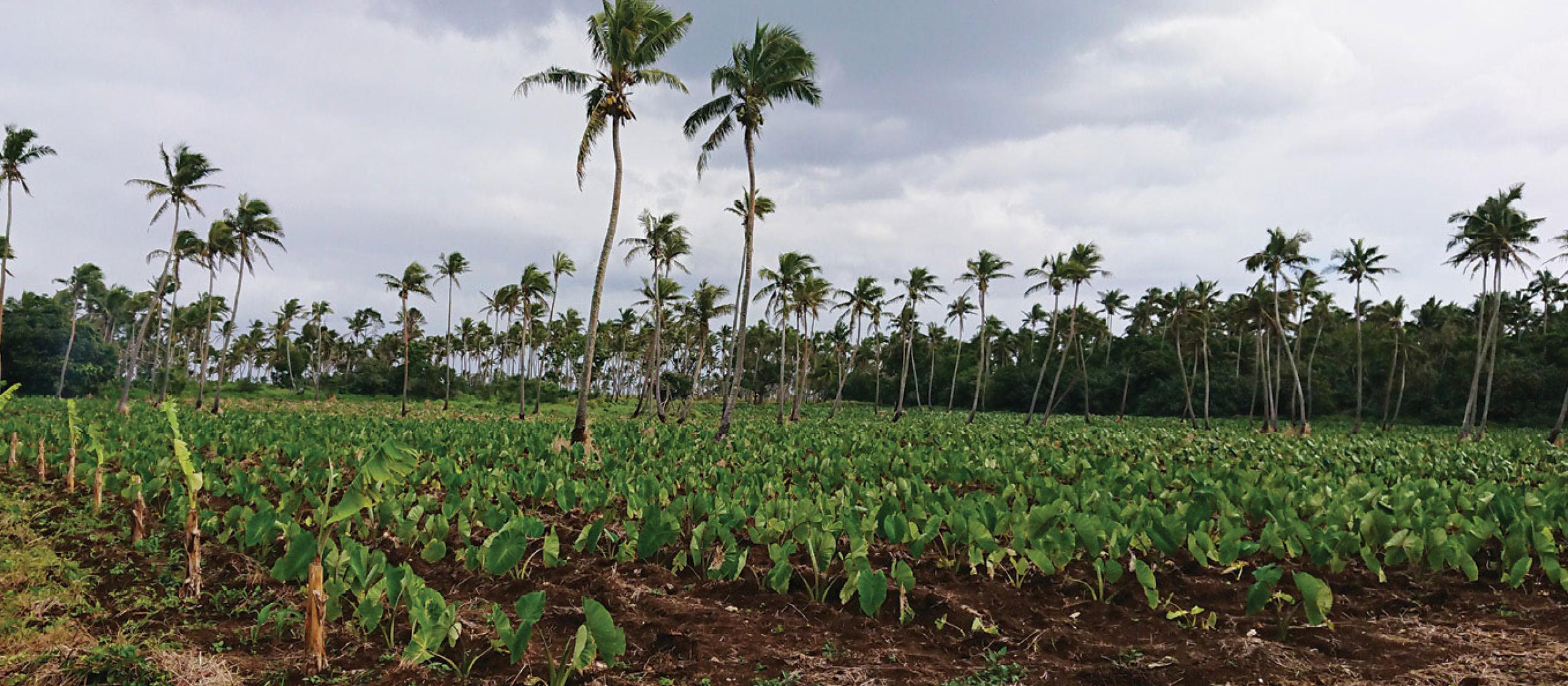 Taro farm